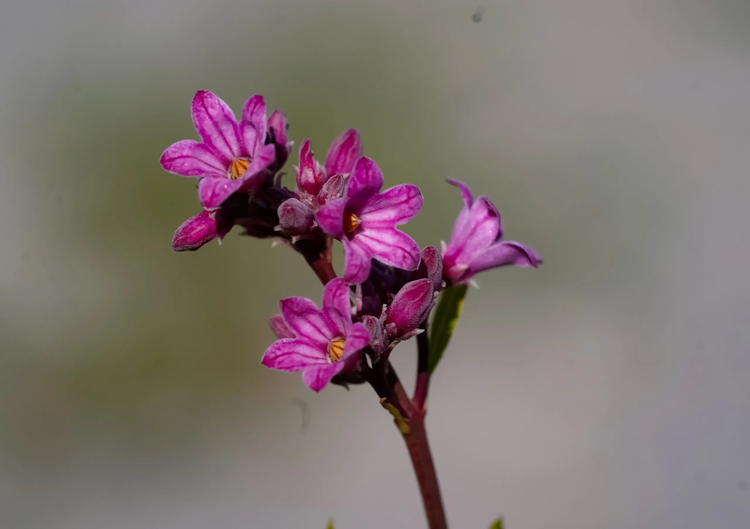 Apocynum venetum subsp. sarmatiense