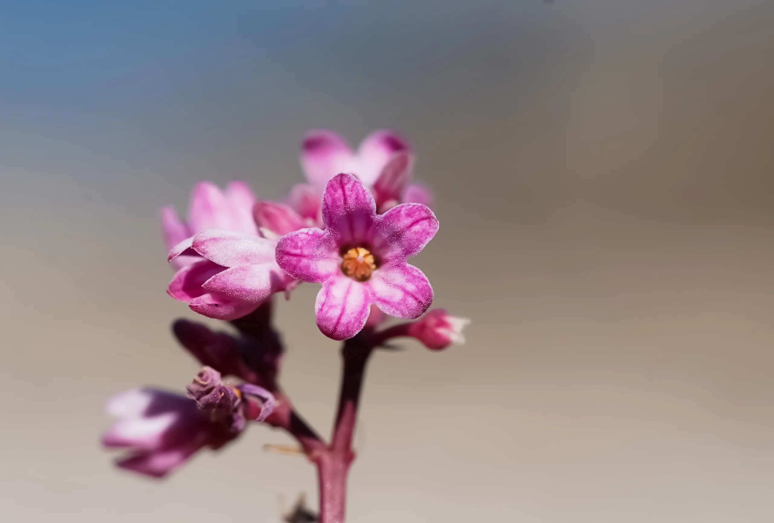 Apocynum venetum subsp. sarmatiense