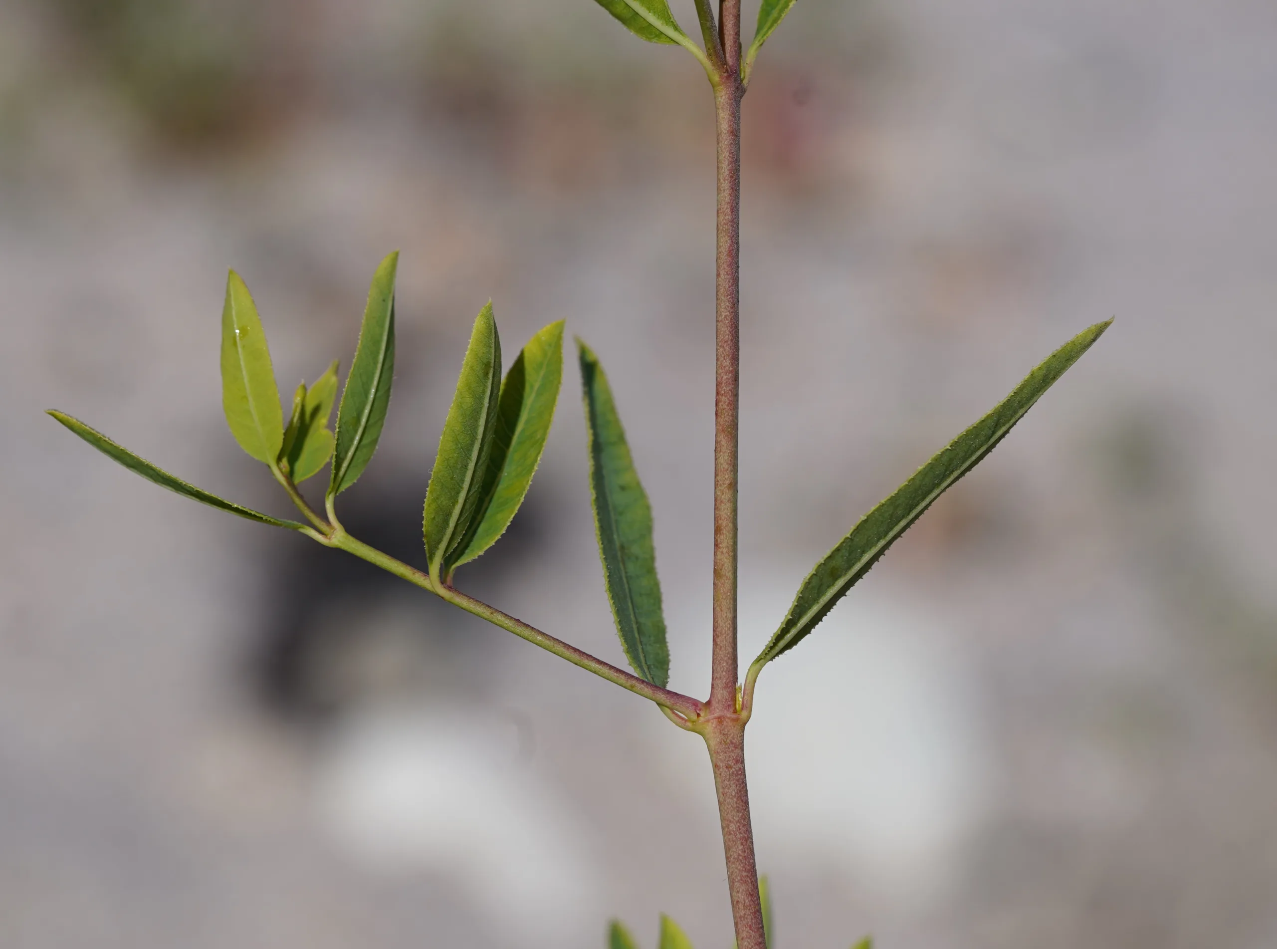 Apocynum venetum subsp. sarmatiense
