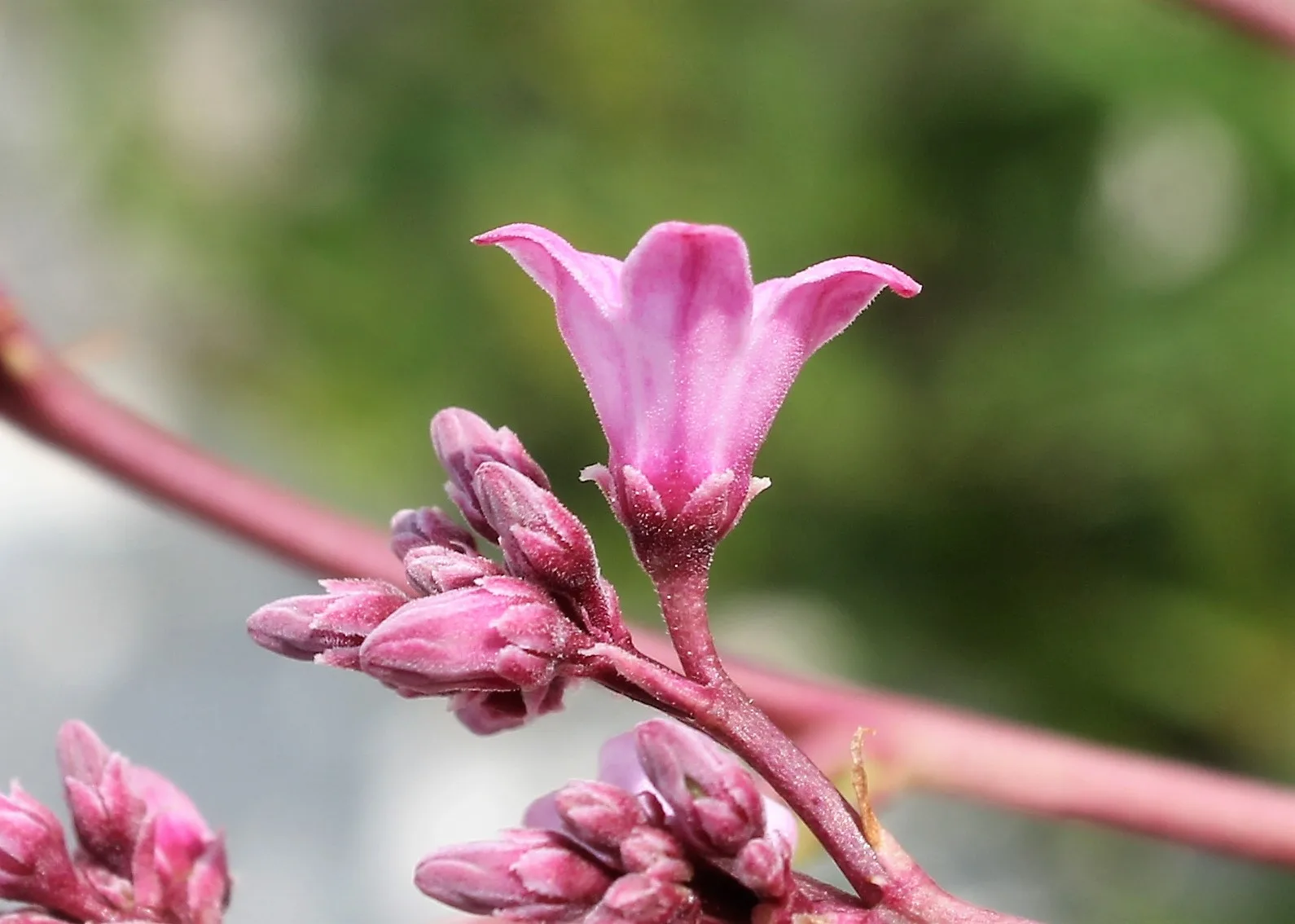 Apocynum venetum subsp. sarmatiense