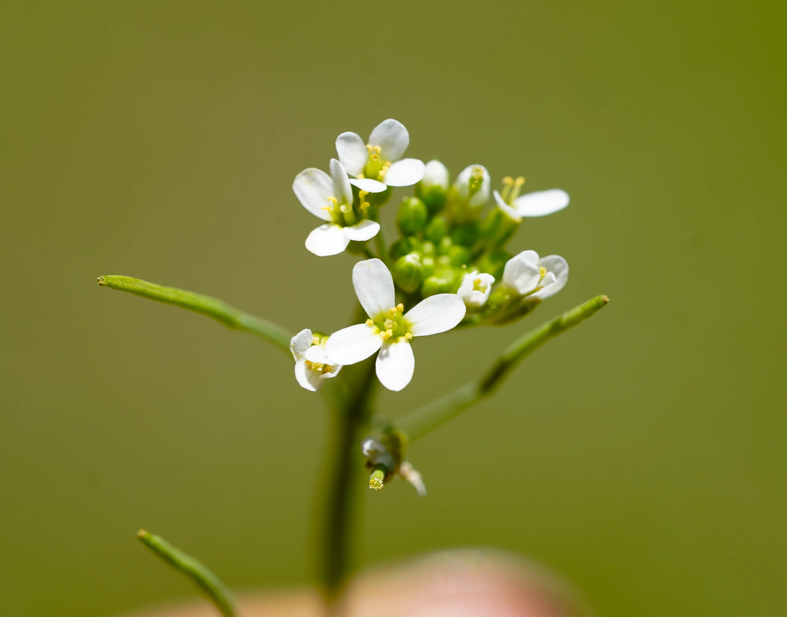 Arabidopsis thaliana (Fen otu)