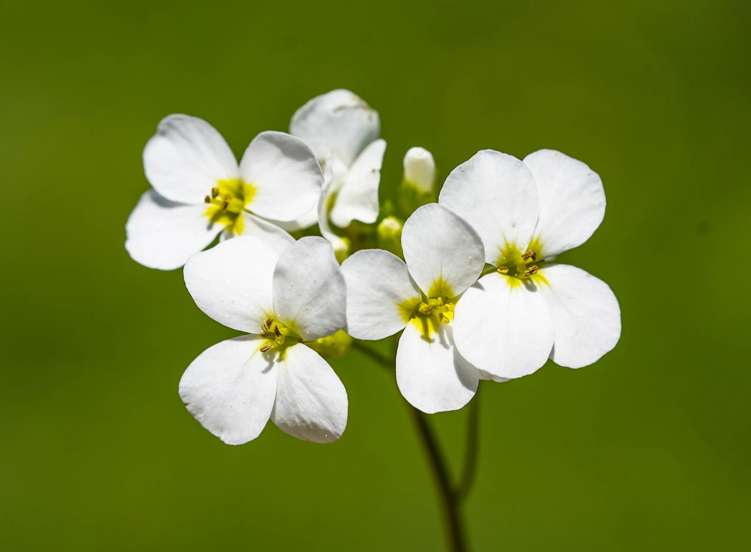 Arabis caucasica (Kafkas kazteresi)