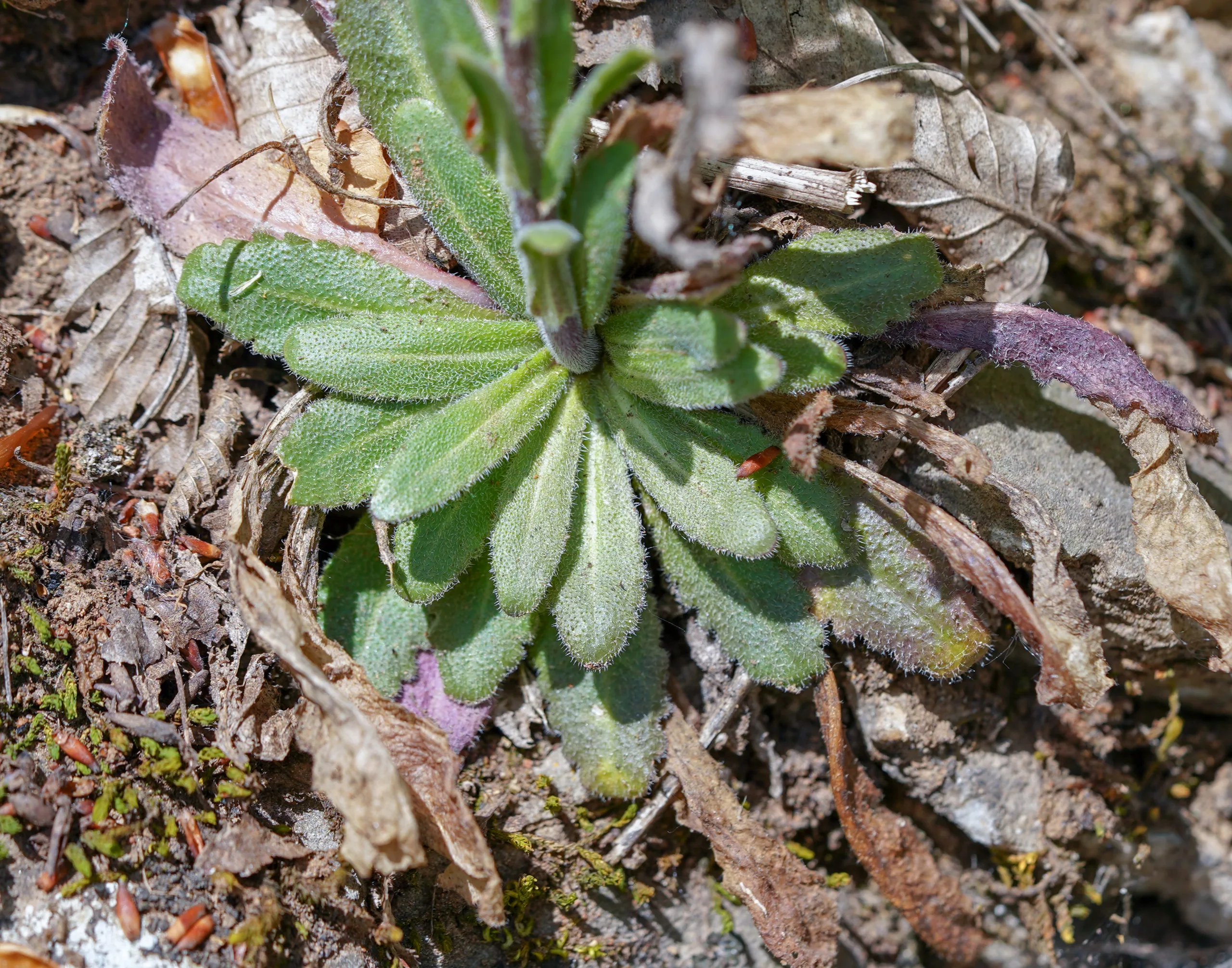 Arabis sagittata