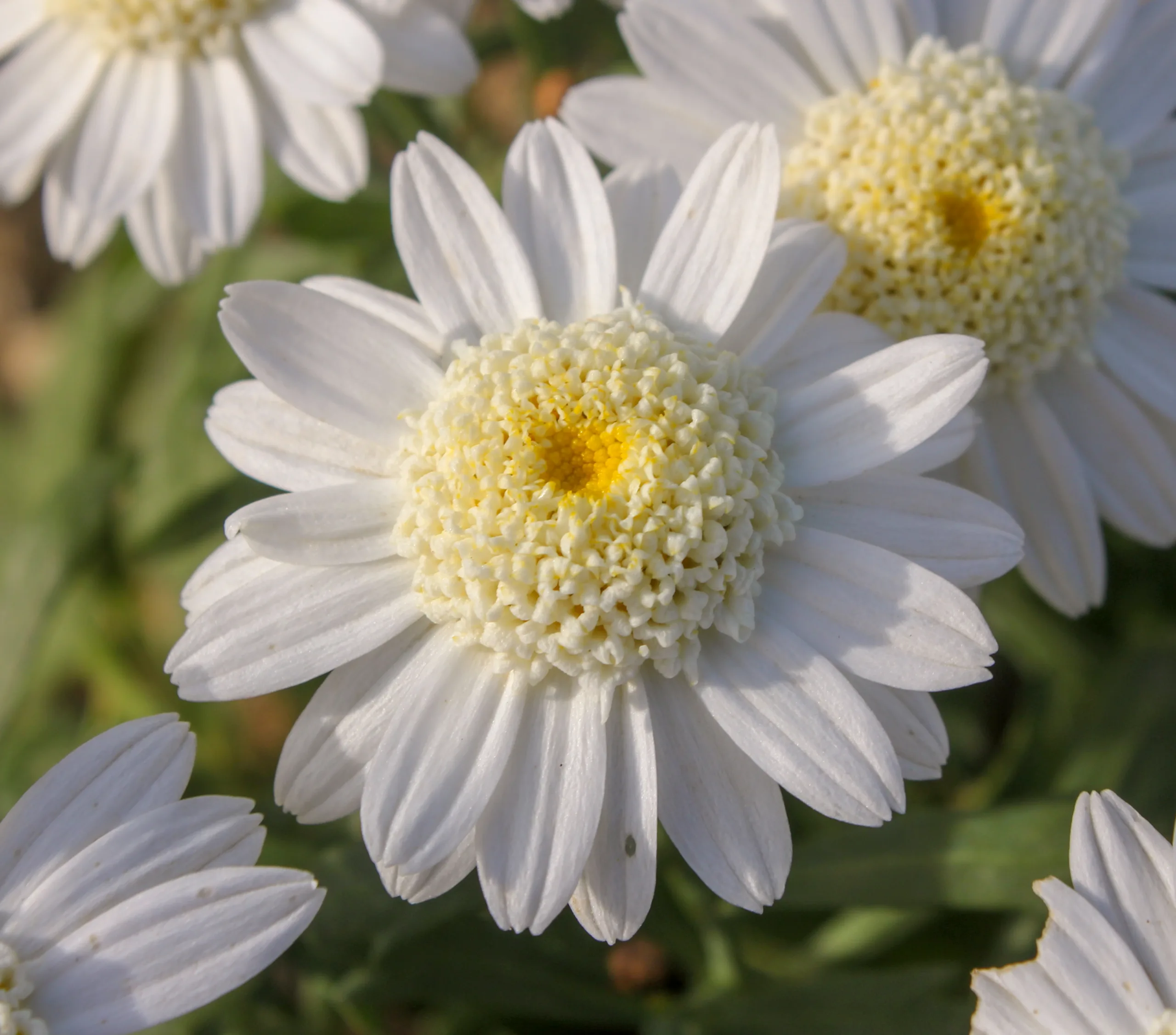 Argyranthemum frutescens