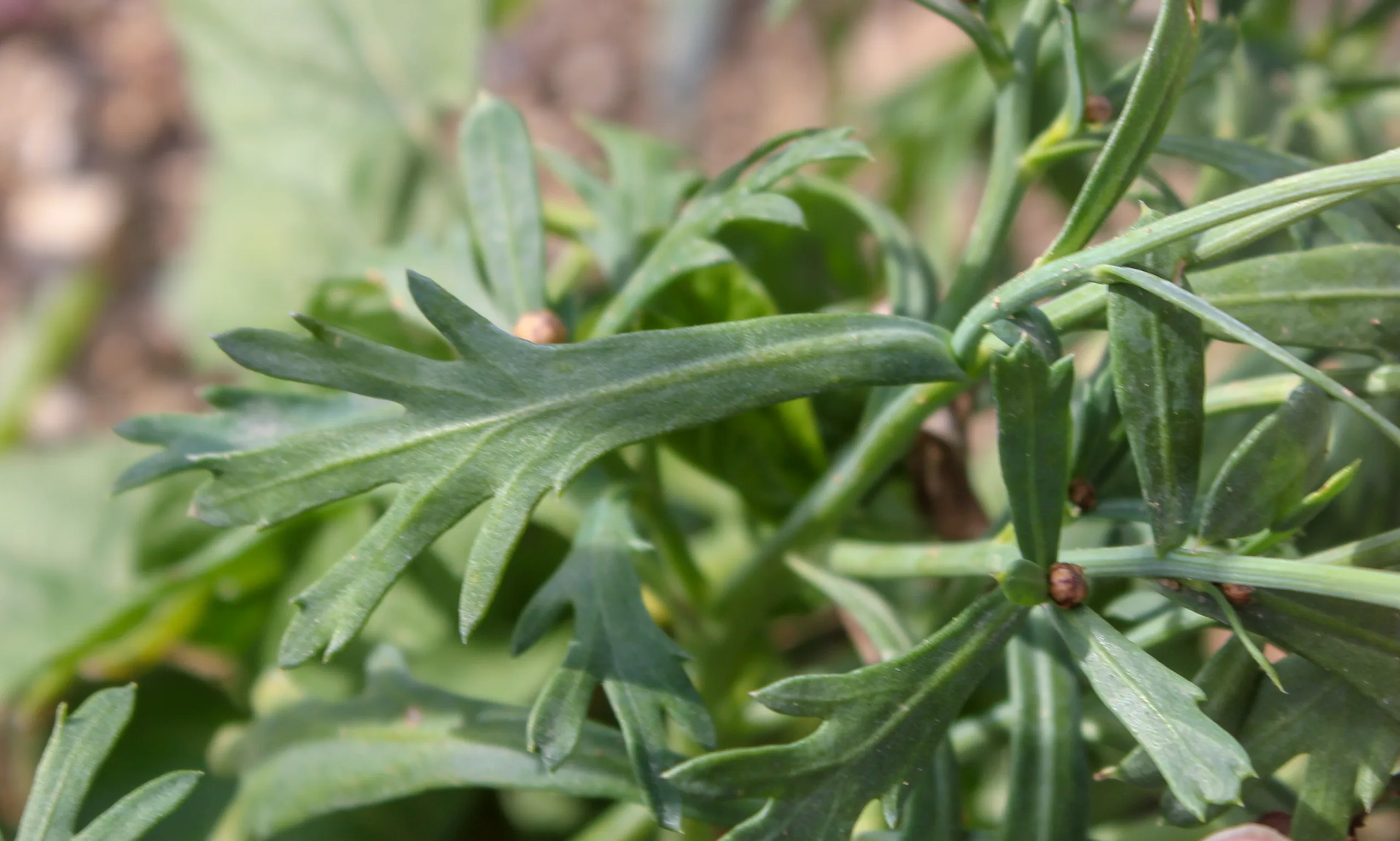 Argyranthemum frutescens