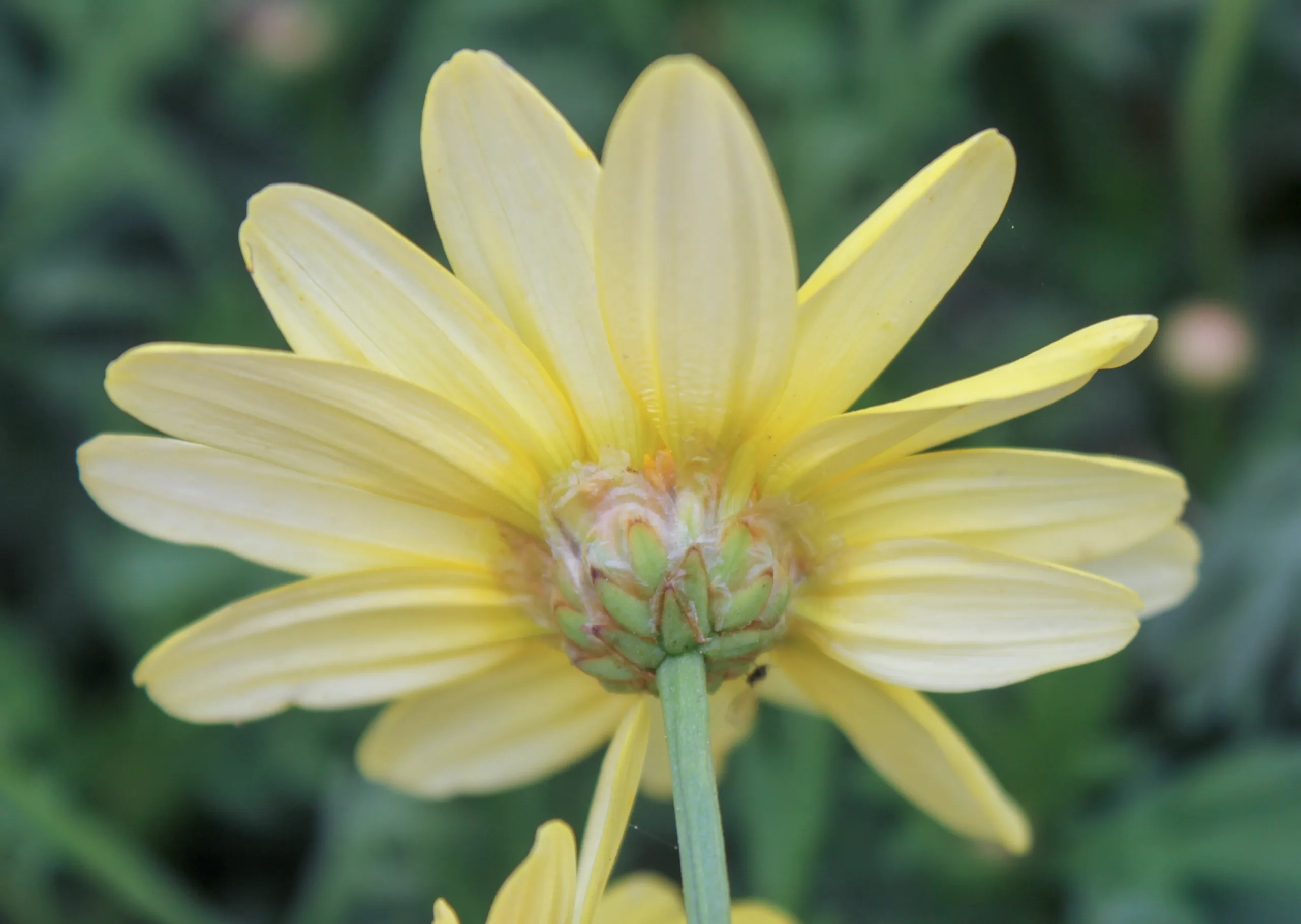 Argyranthemum frutescens