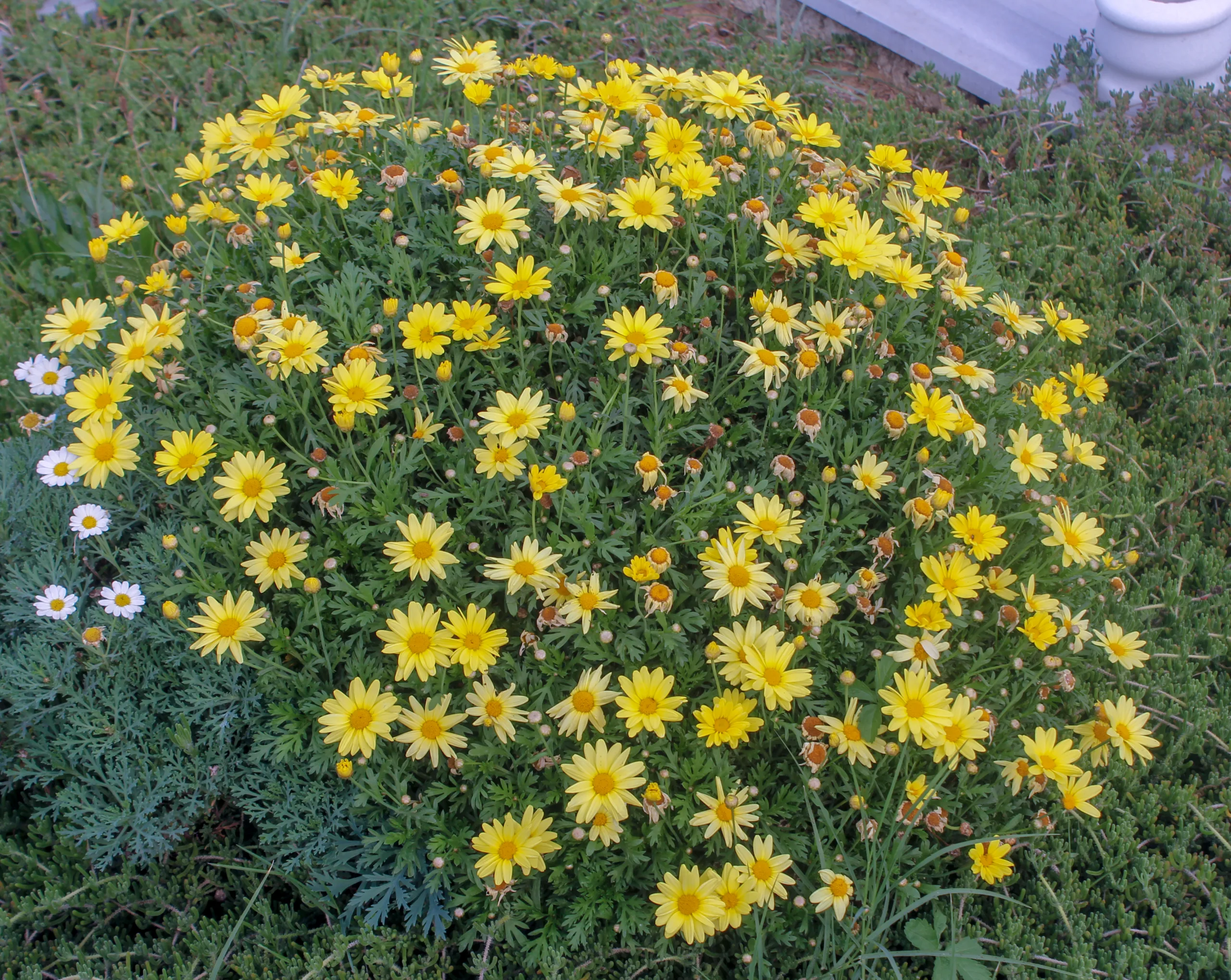 Argyranthemum frutescens