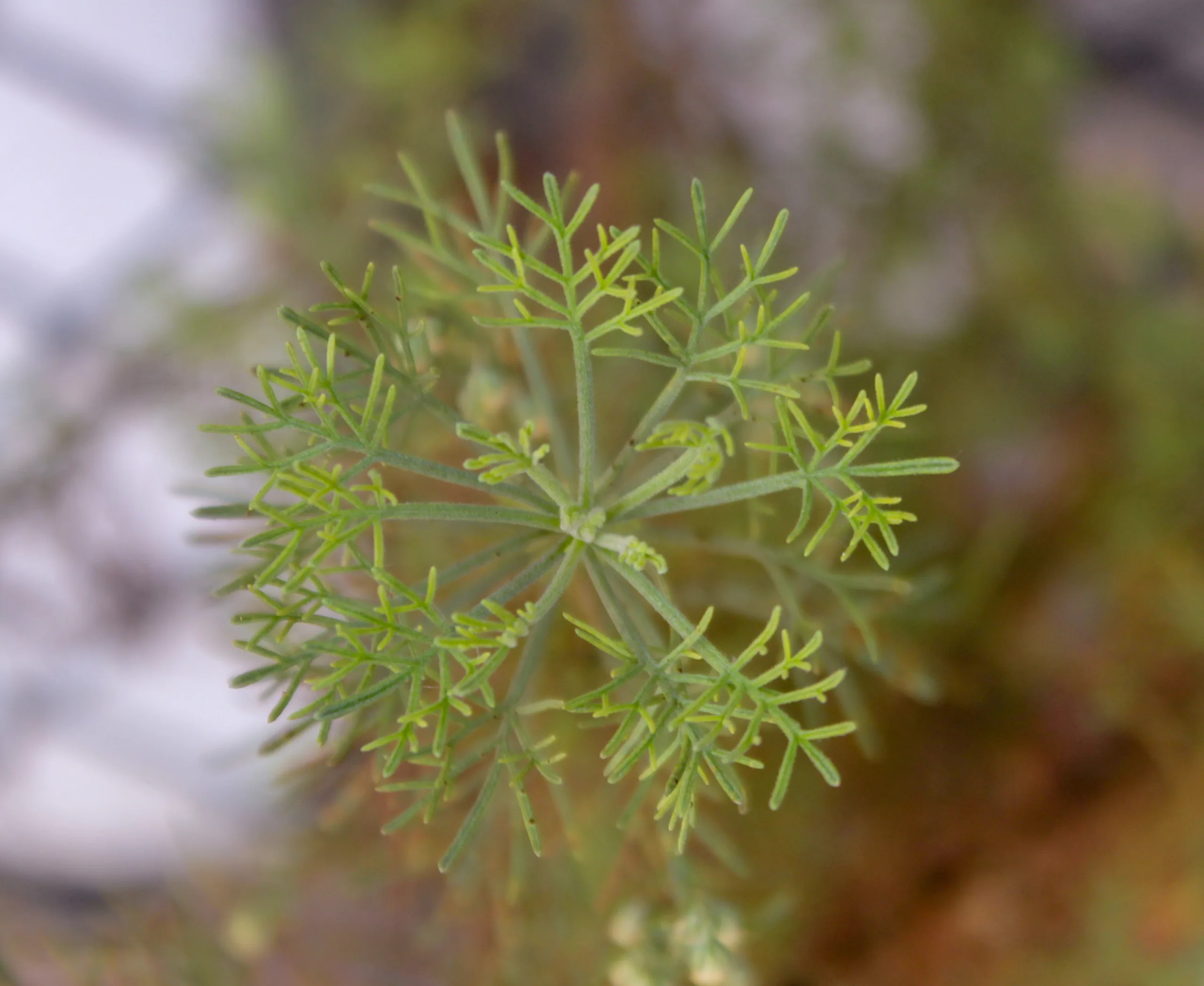Artemisia abrotanum