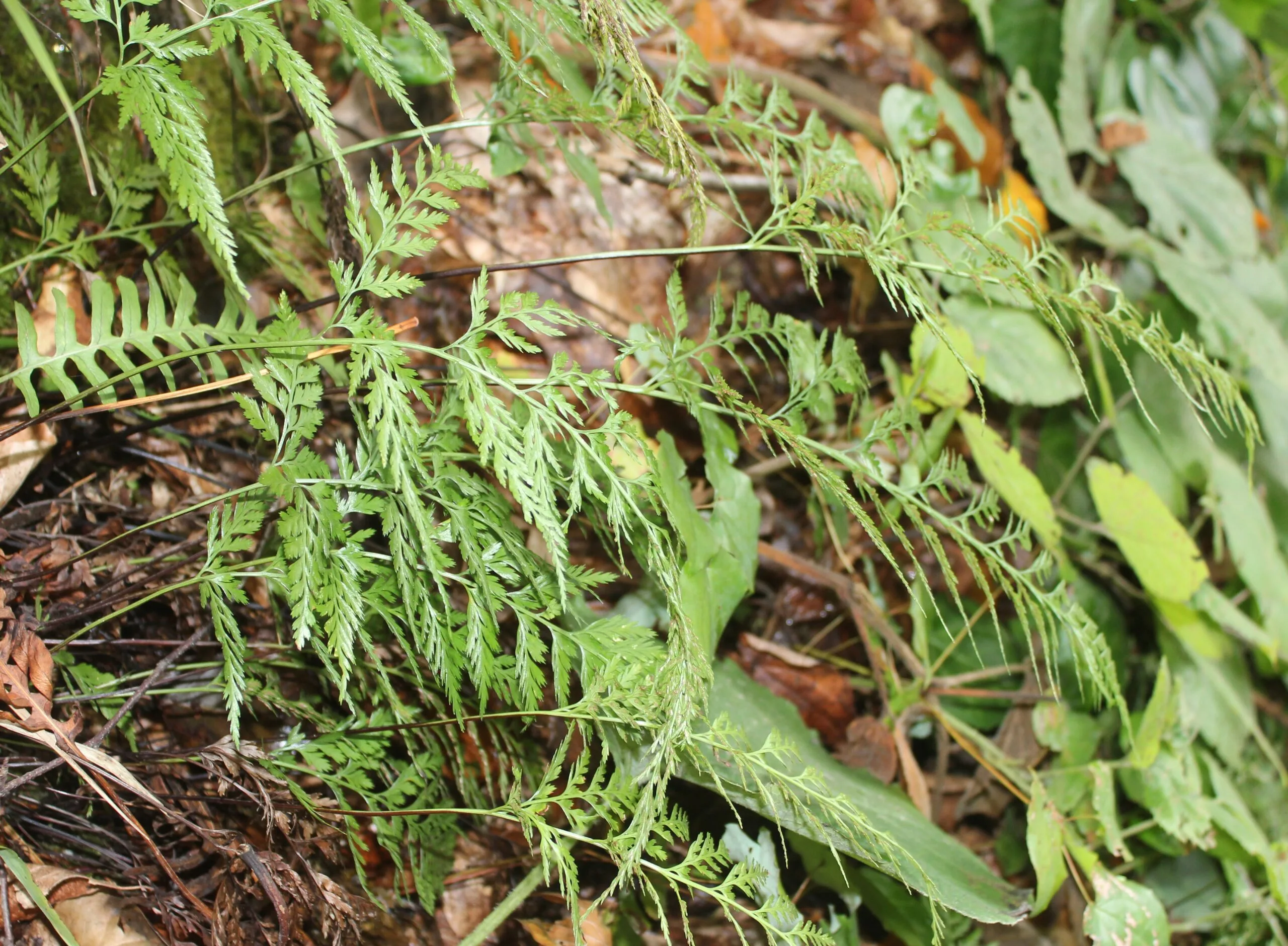 Asplenium onopteris