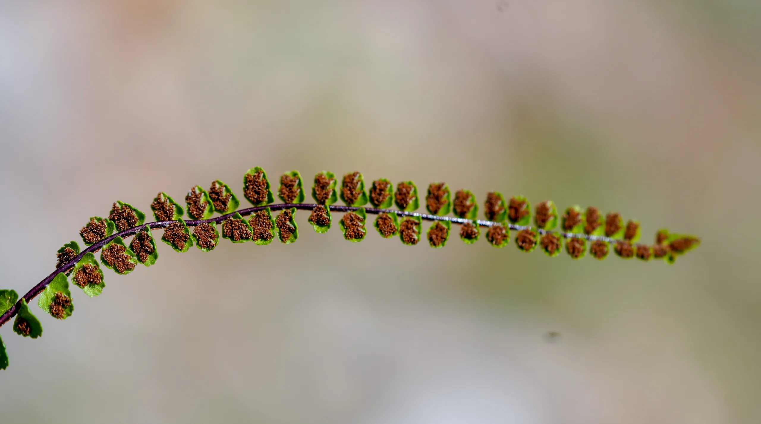 Asplenium trichomanes