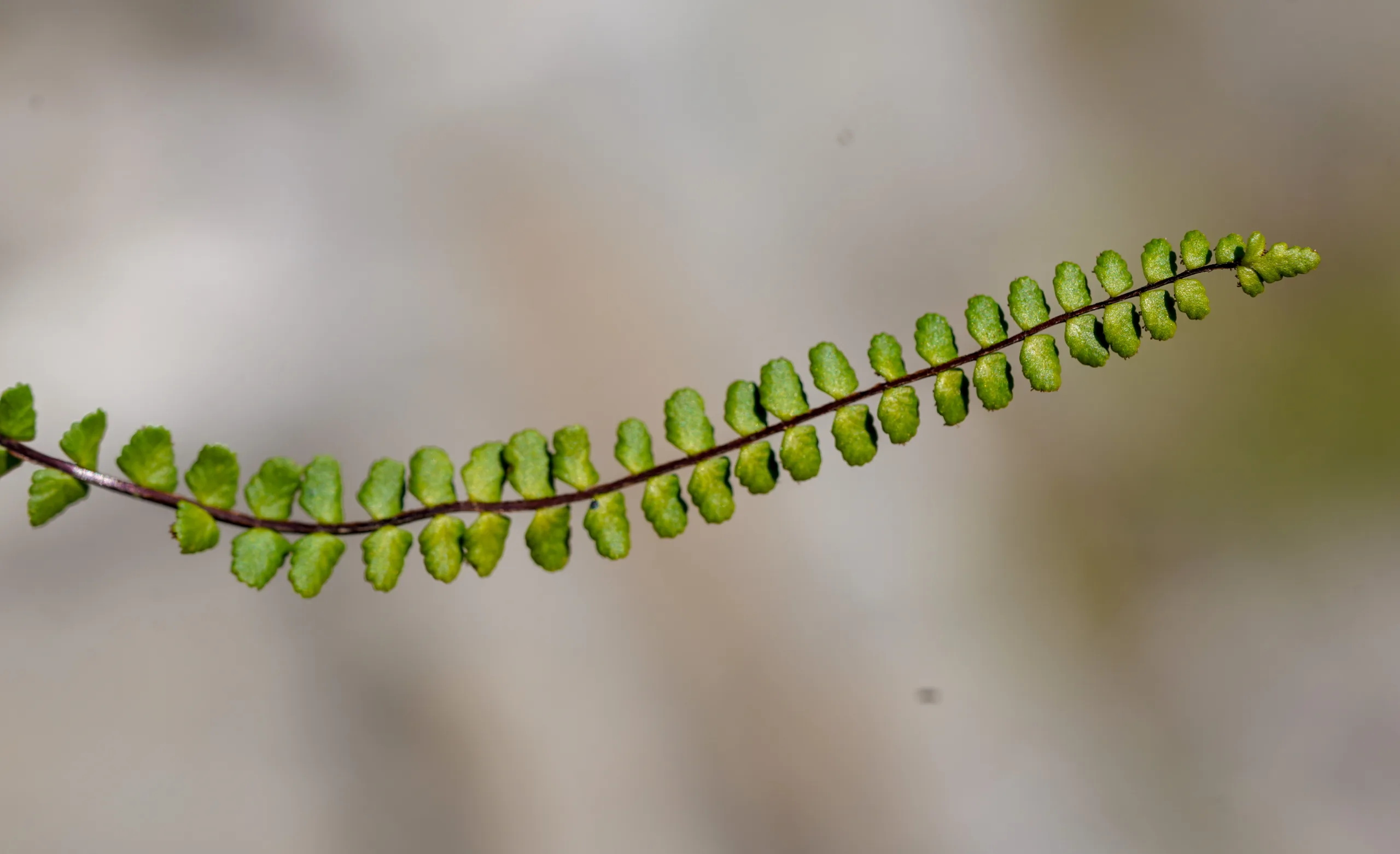 Asplenium trichomanes