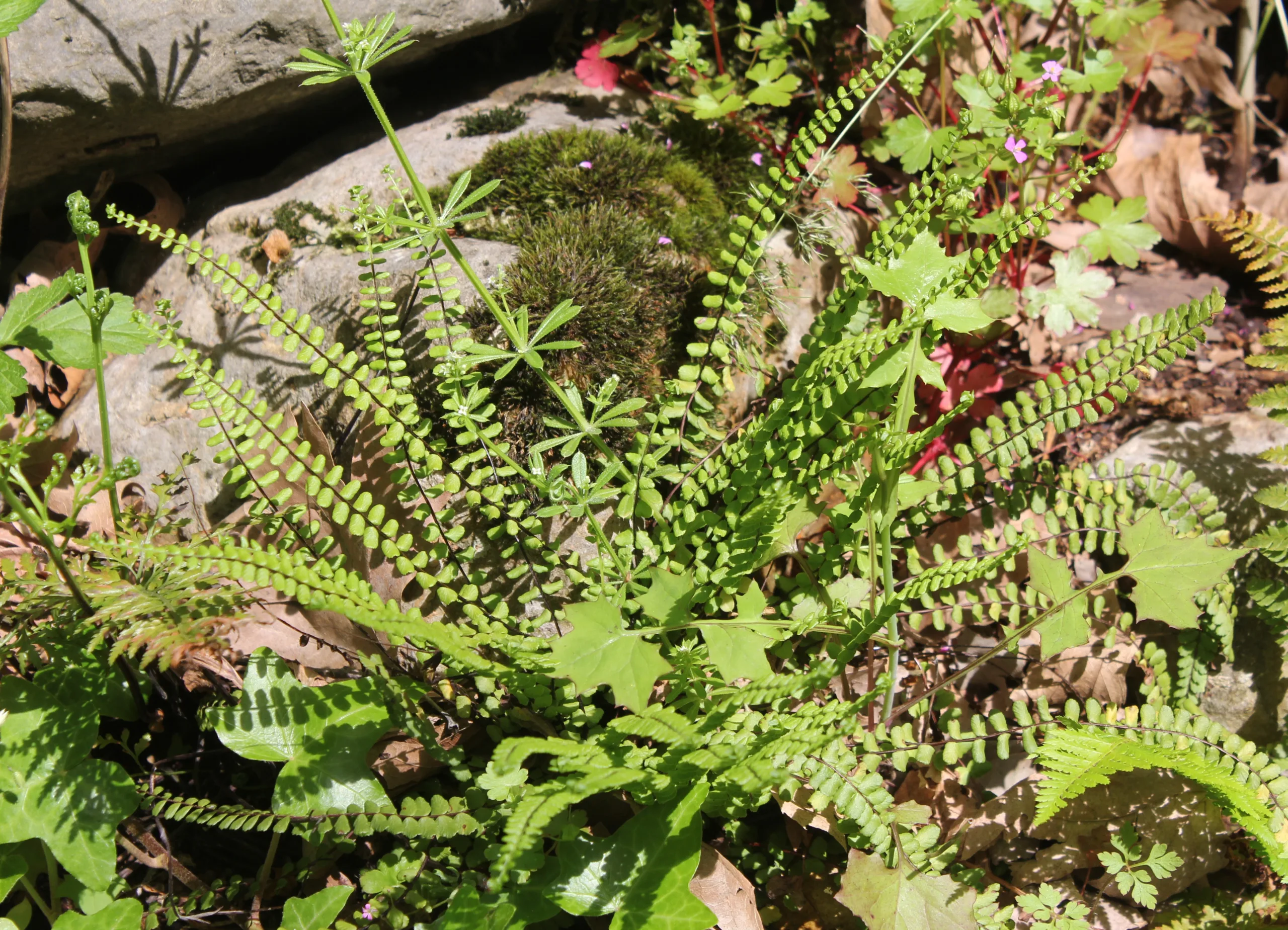 Asplenium trichomanes