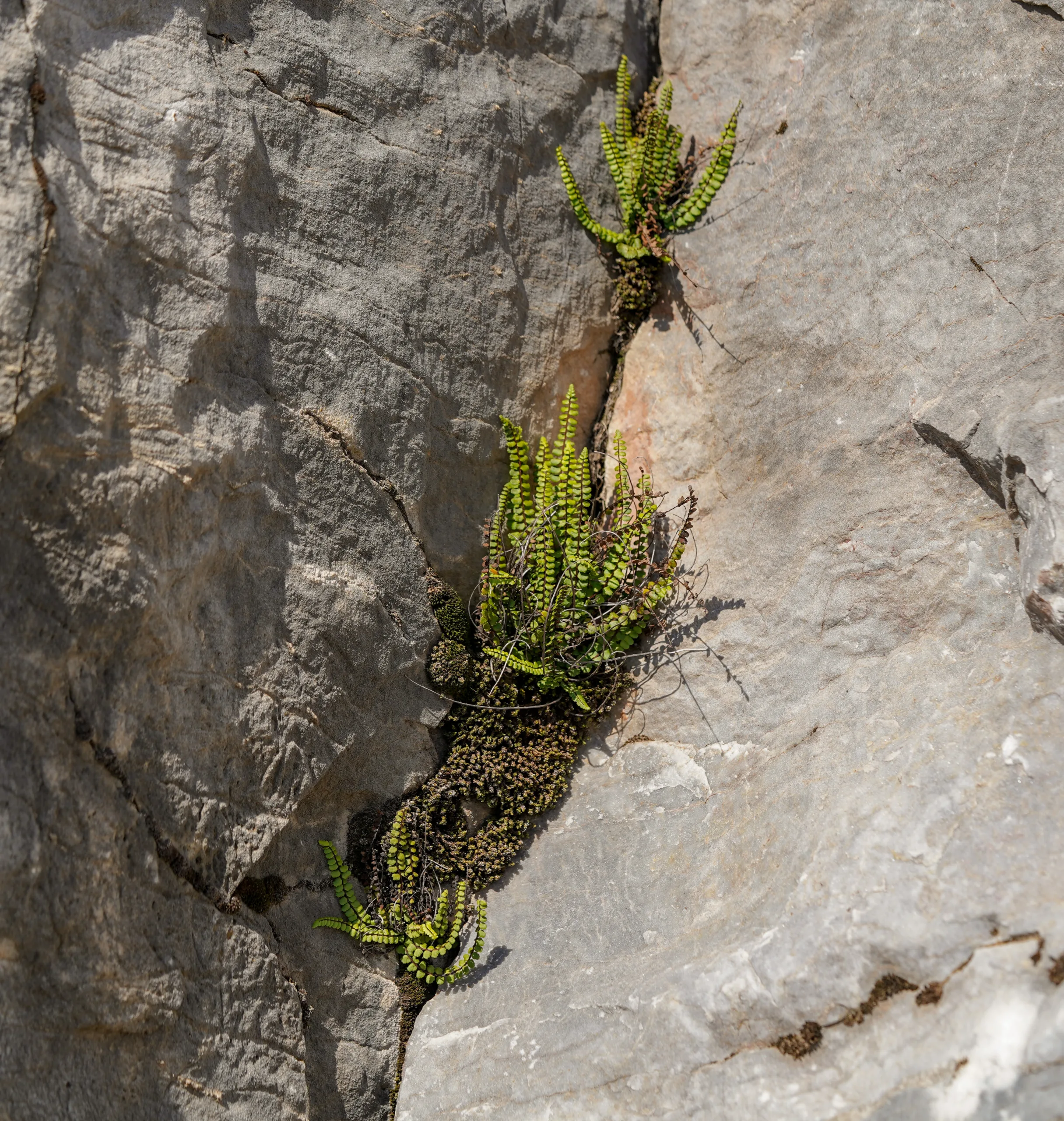 Asplenium trichomanes