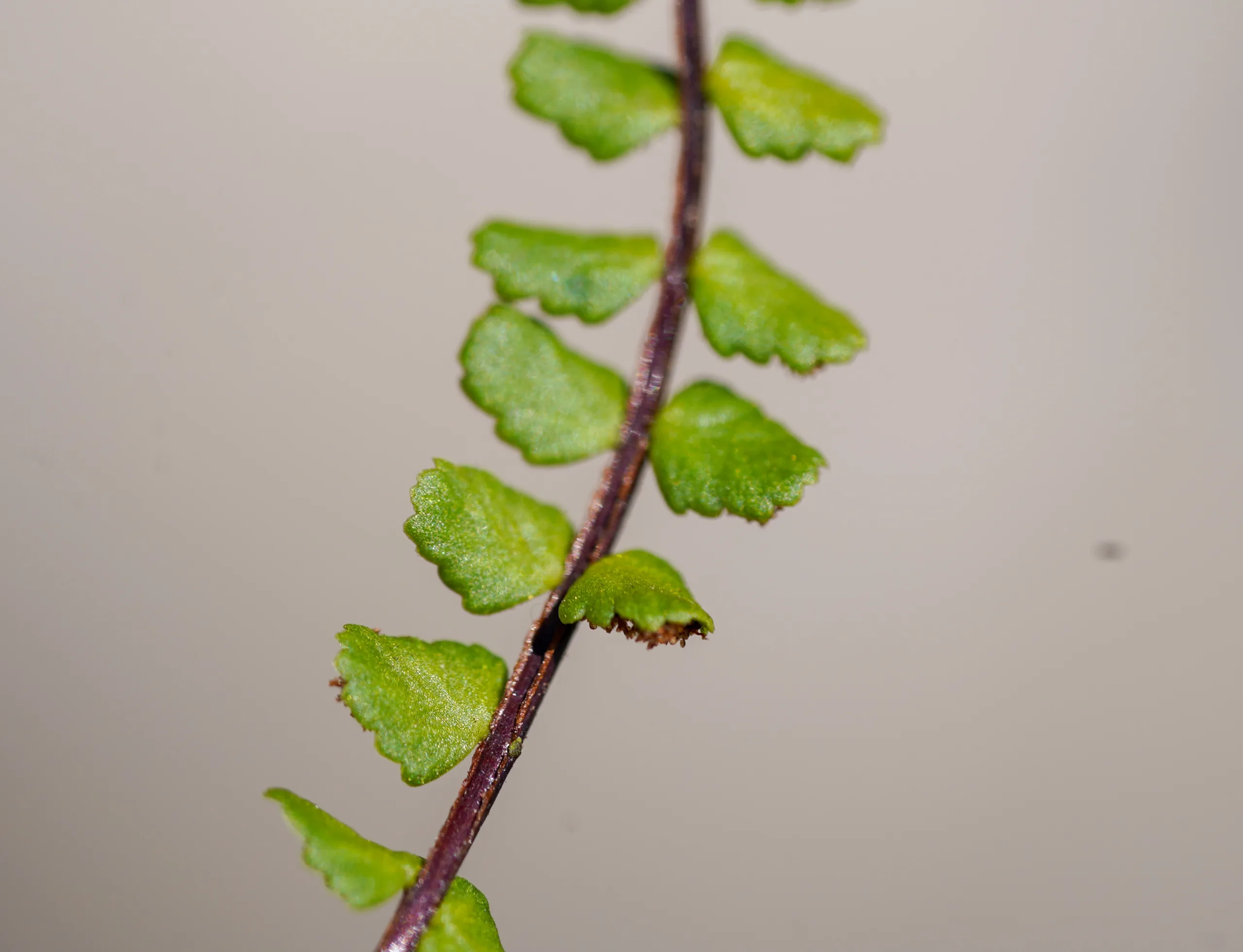 Asplenium trichomanes