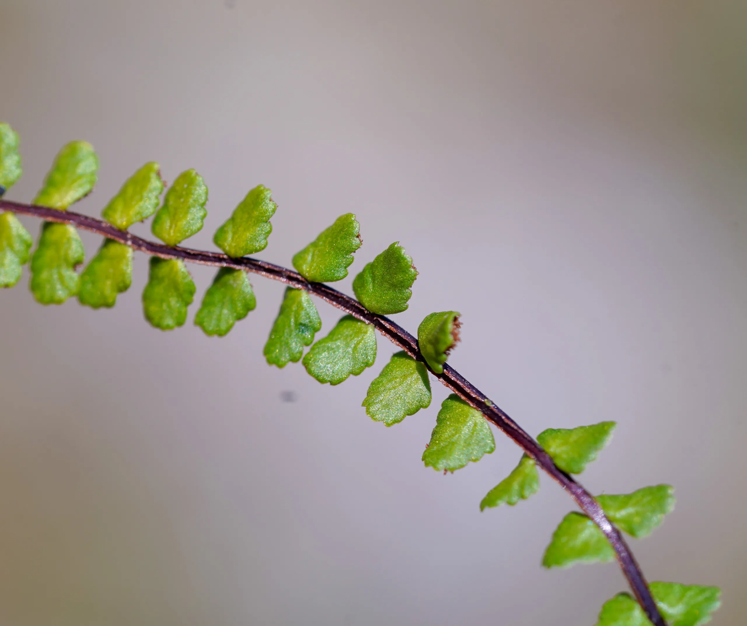 Asplenium trichomanes