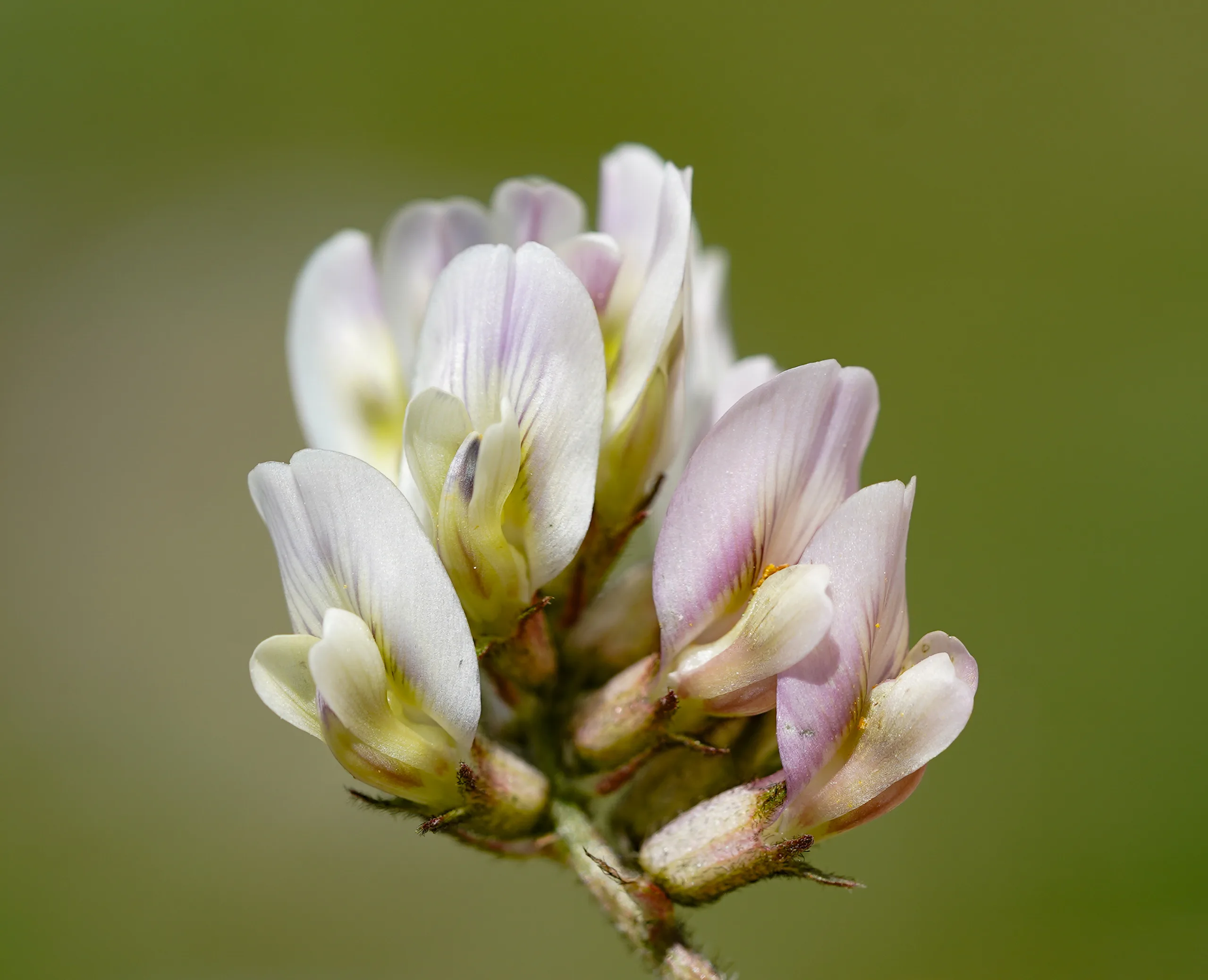 Astragalus bartinense