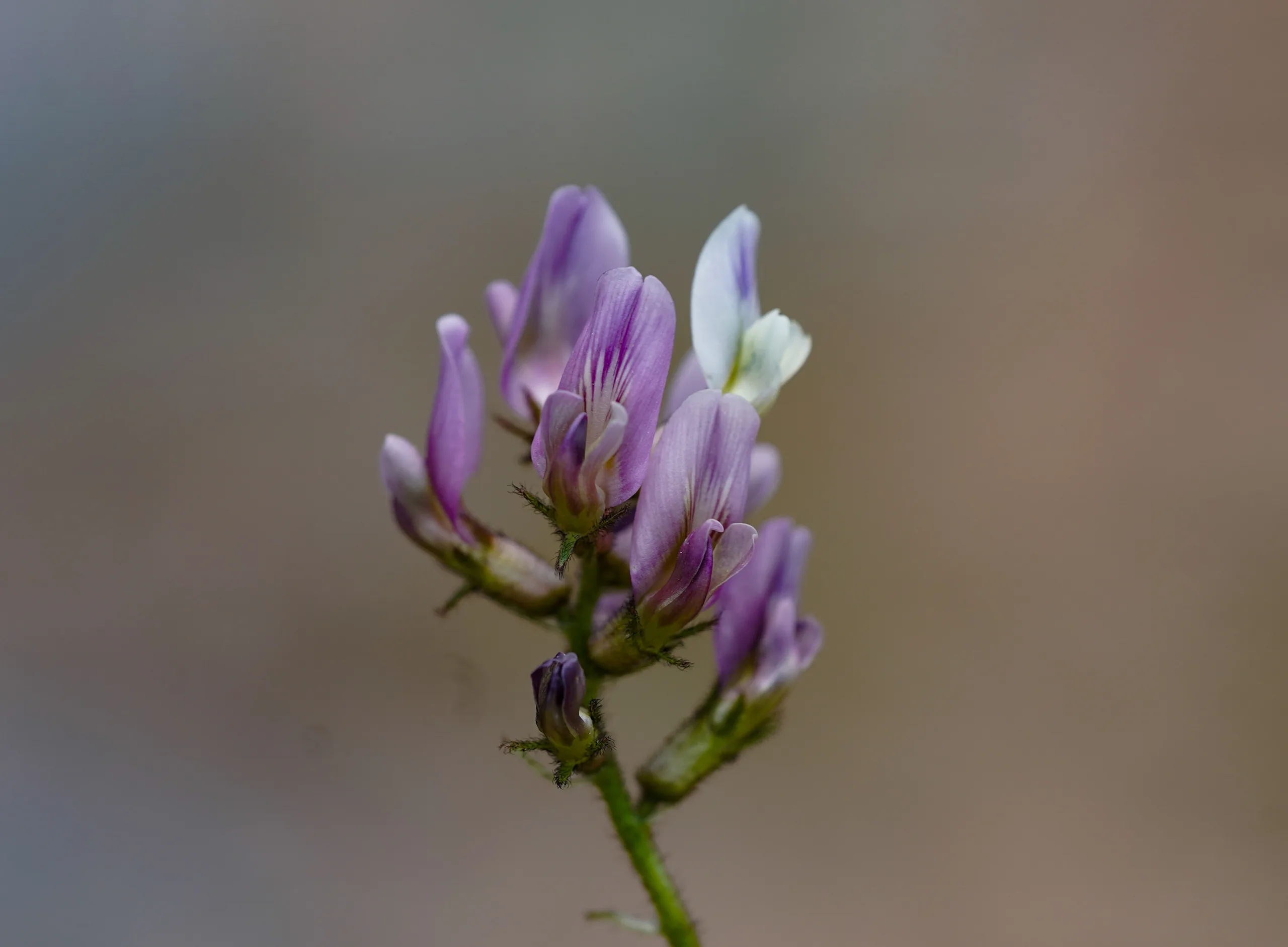 Astragalus bartinense