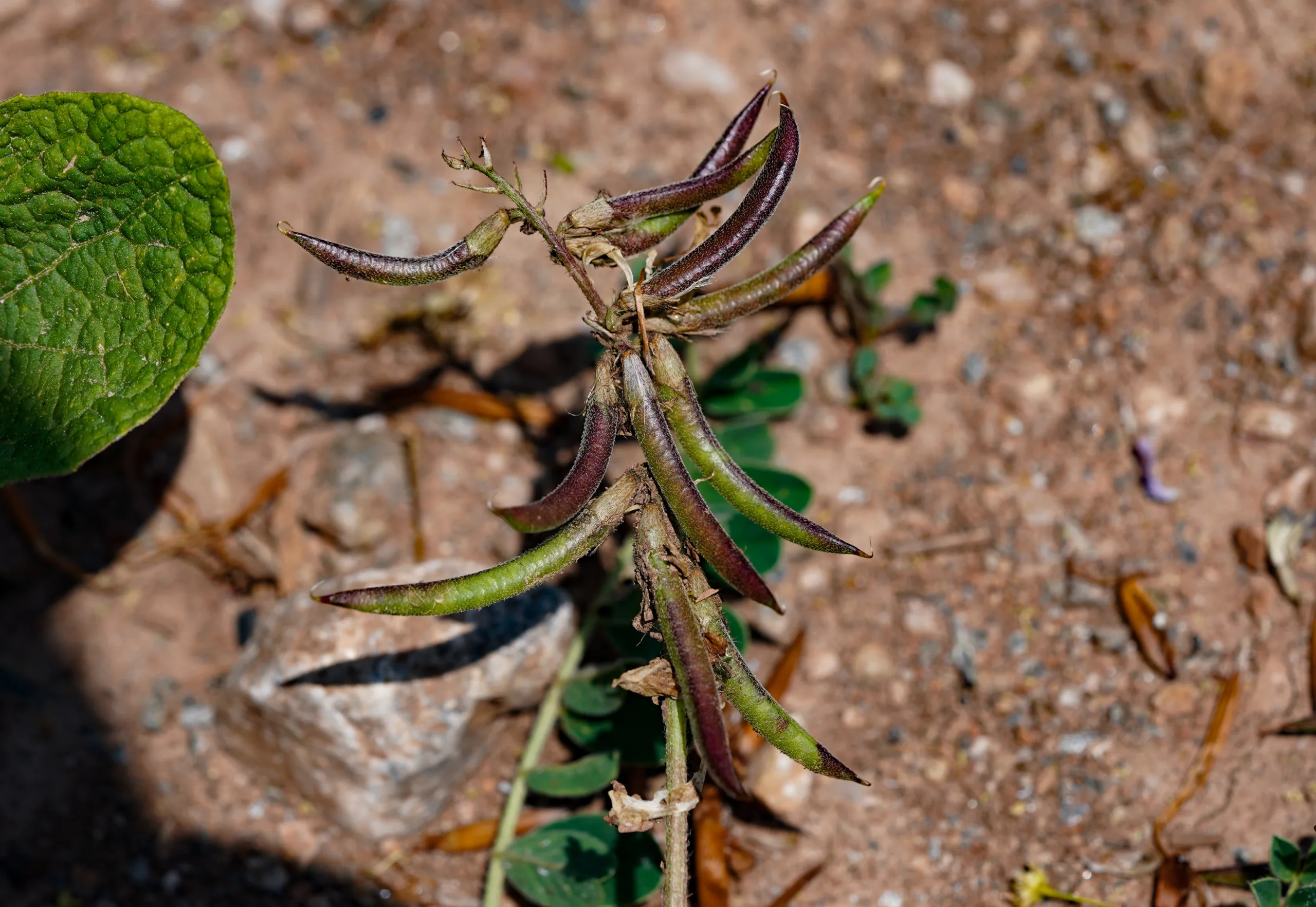 Astragalus bartinense