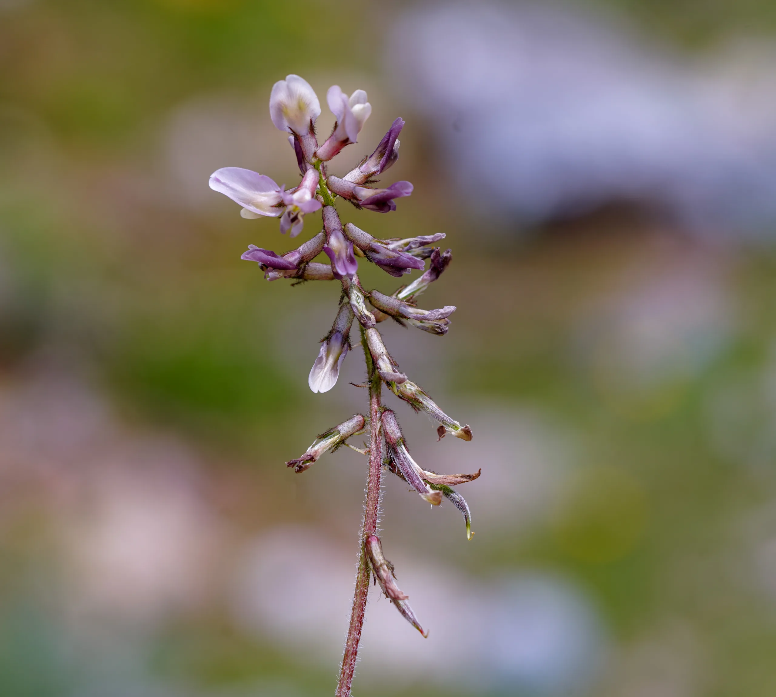 Astragalus bartinense