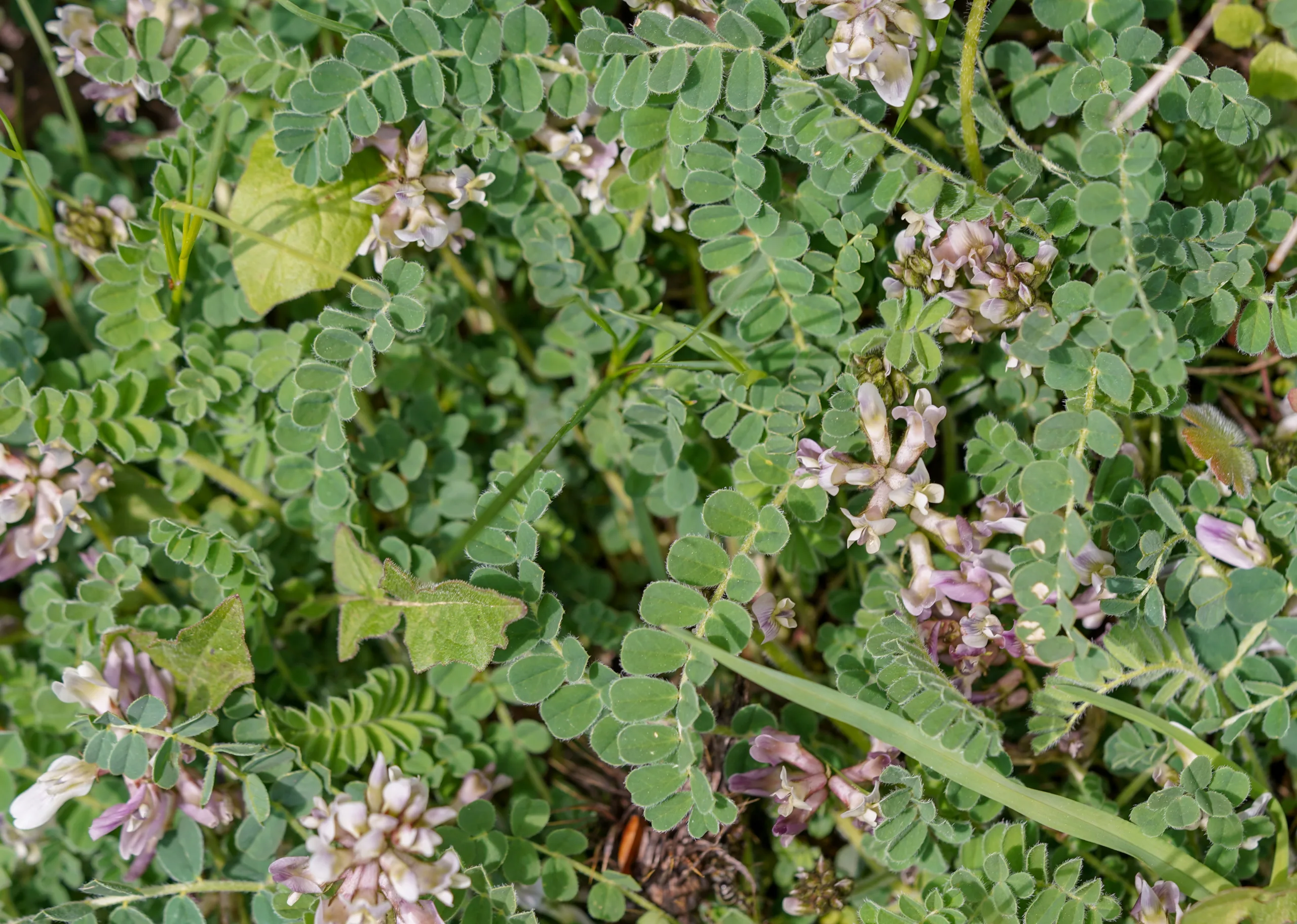 Astragalus bartinense
