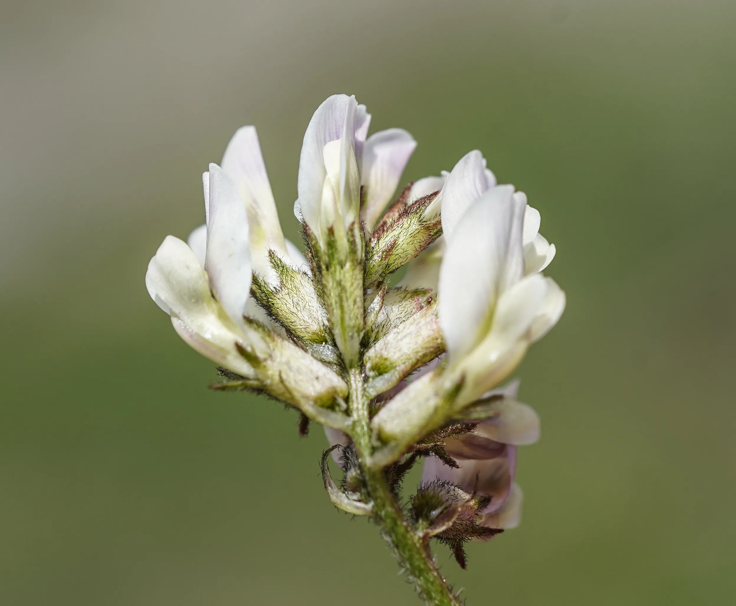 Astragalus bartinense