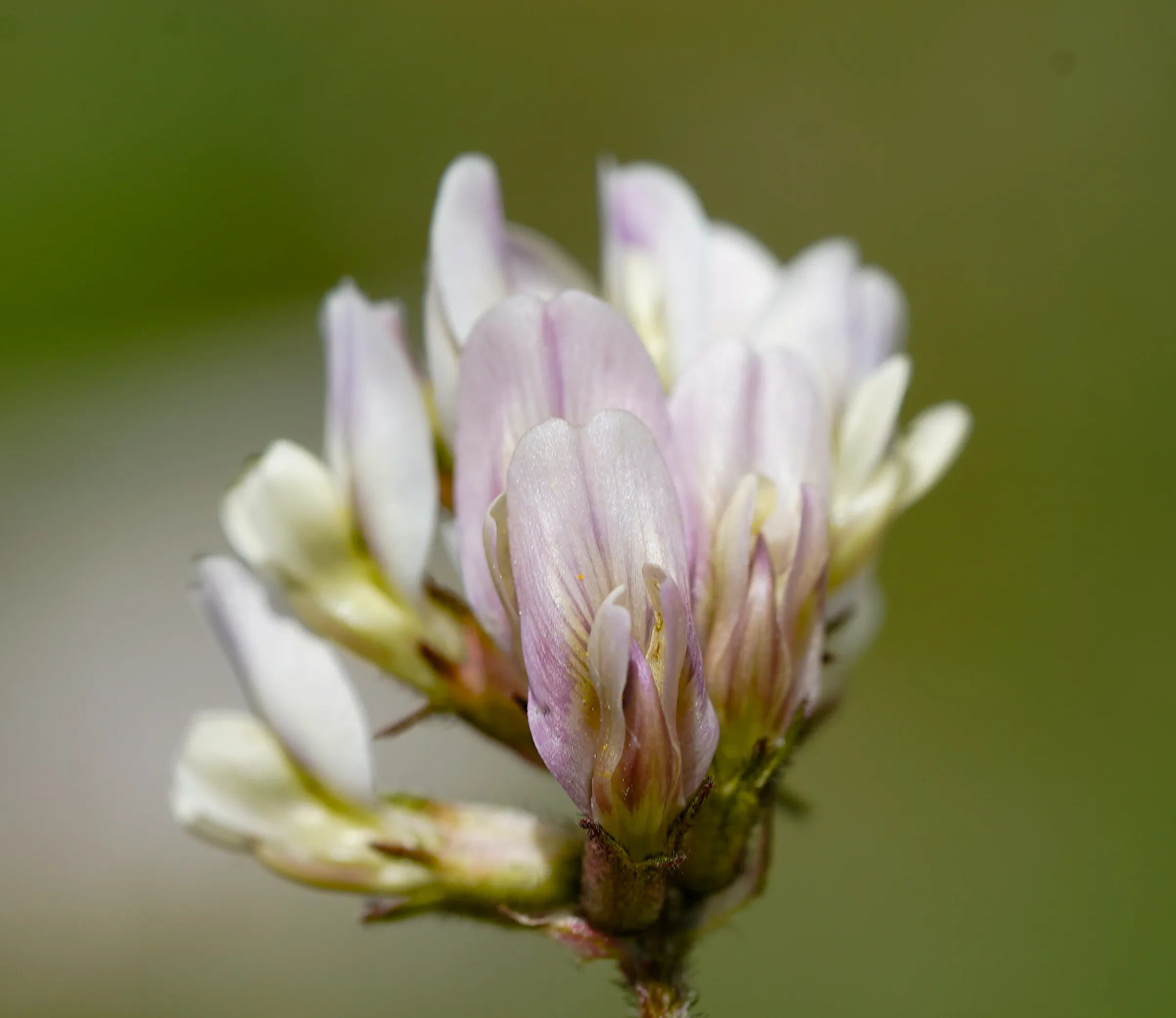 Astragalus bartinense
