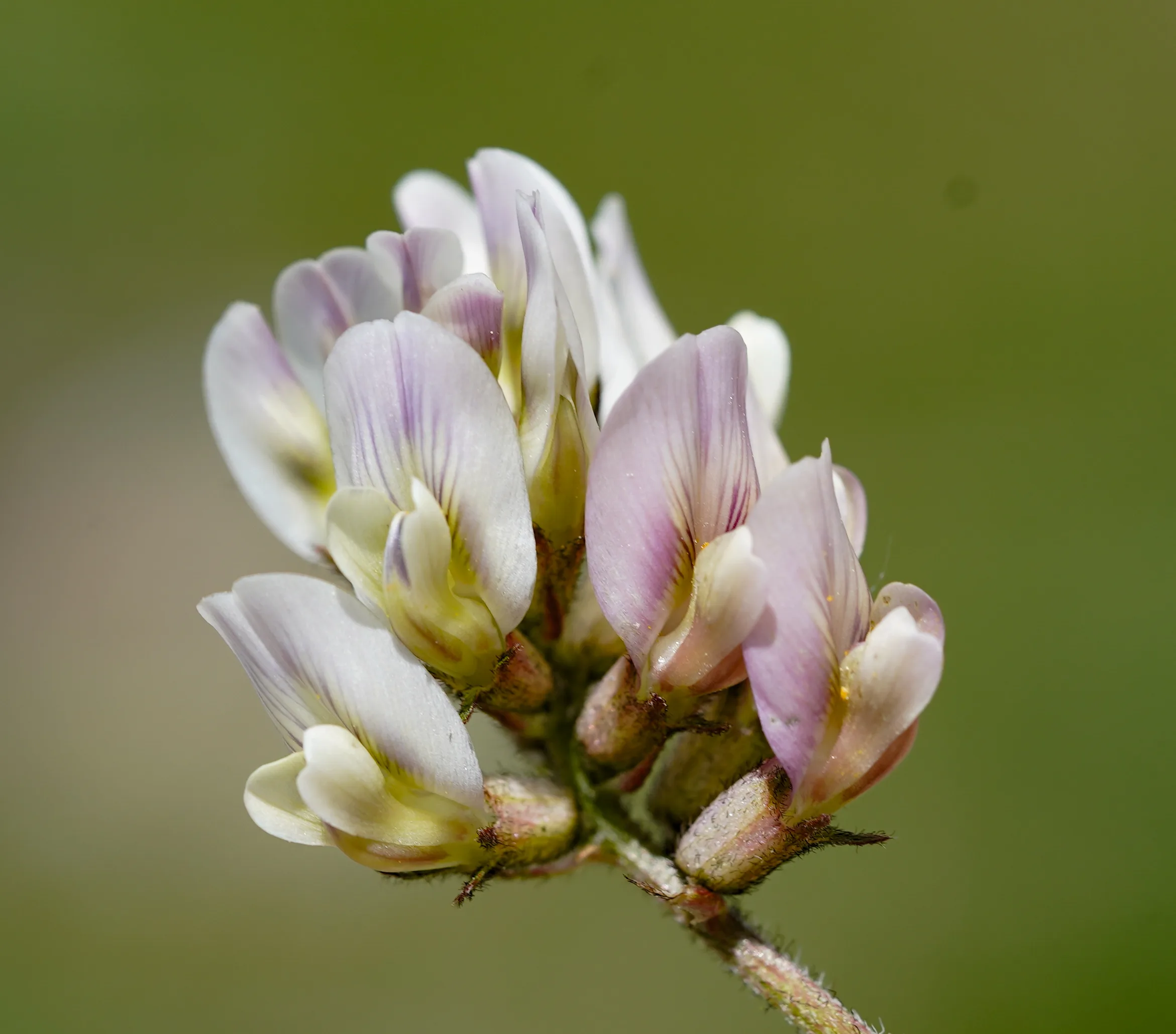Astragalus bartinense
