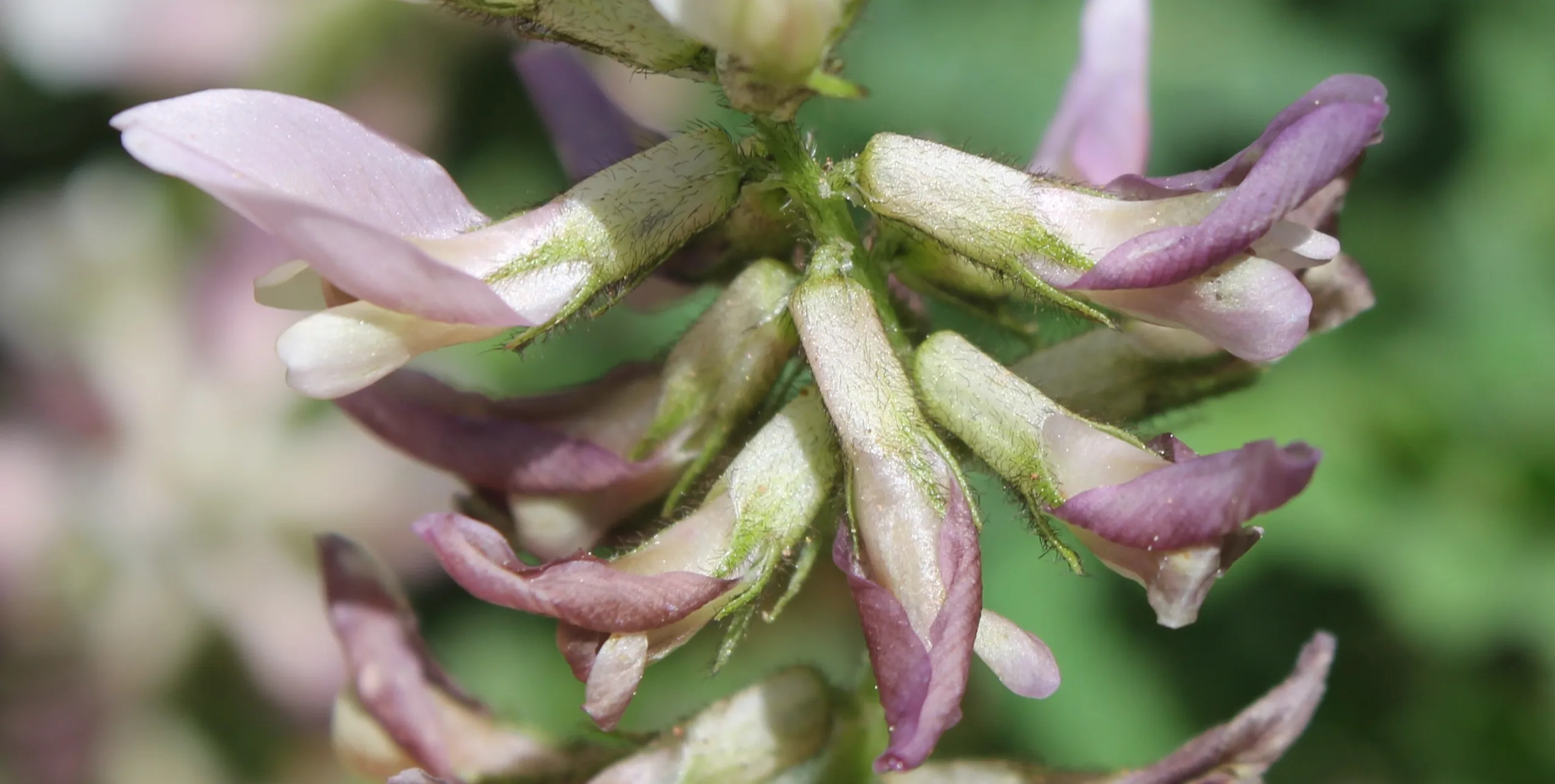 Astragalus glycyphylloides