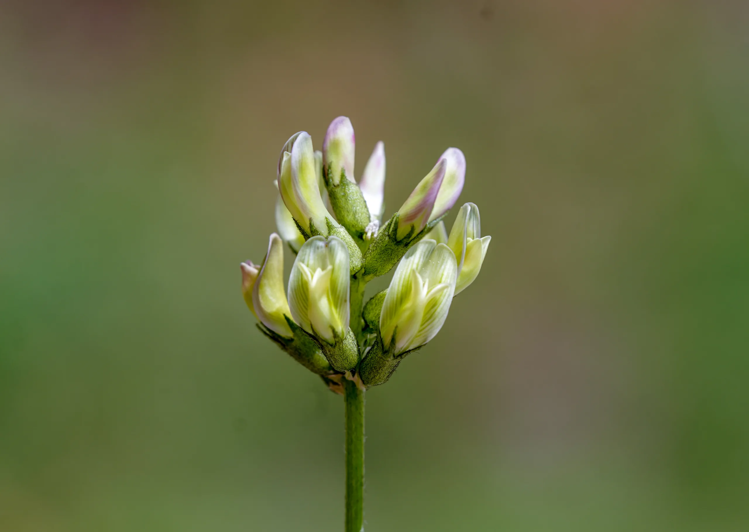 Astragalus glycyphylloides