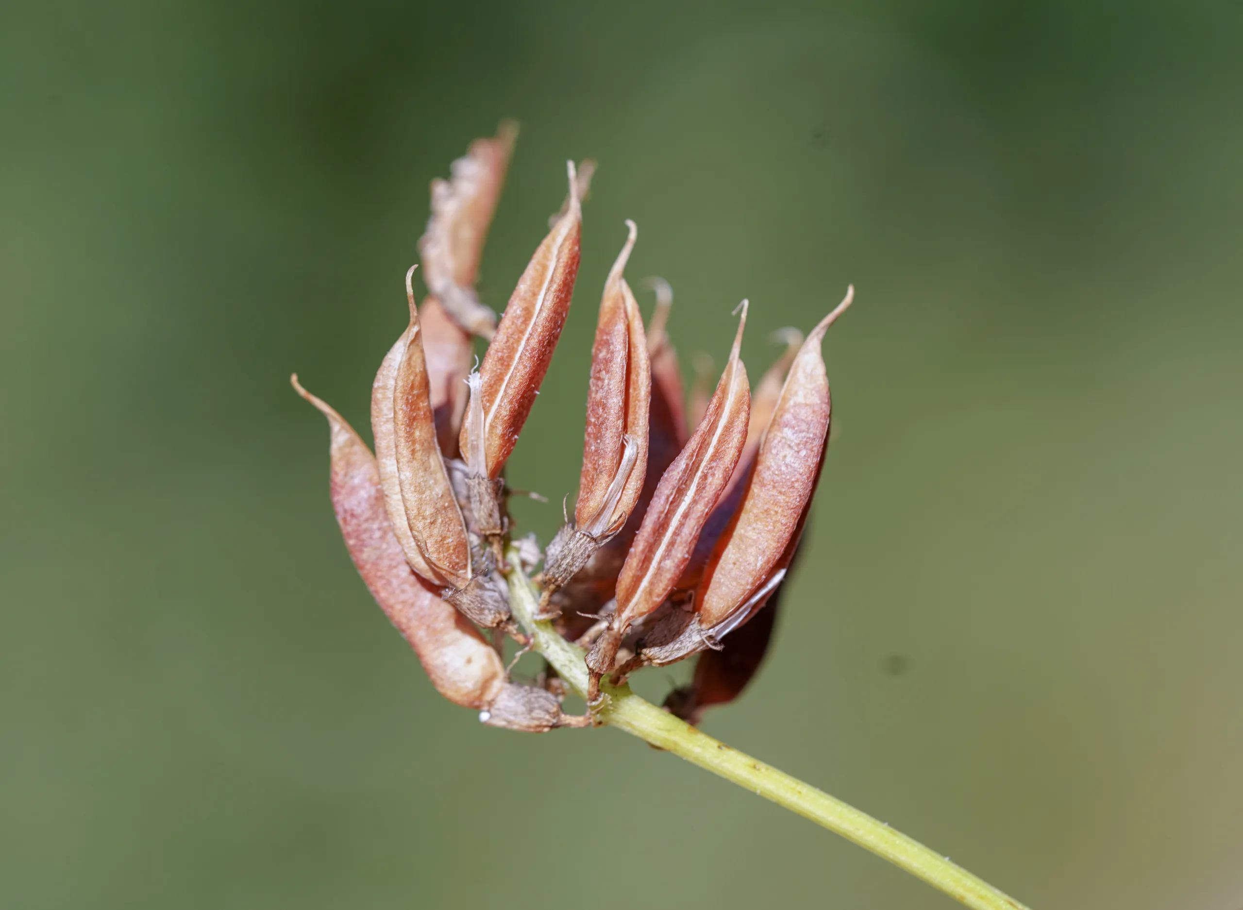 Astragalus glycyphylloides