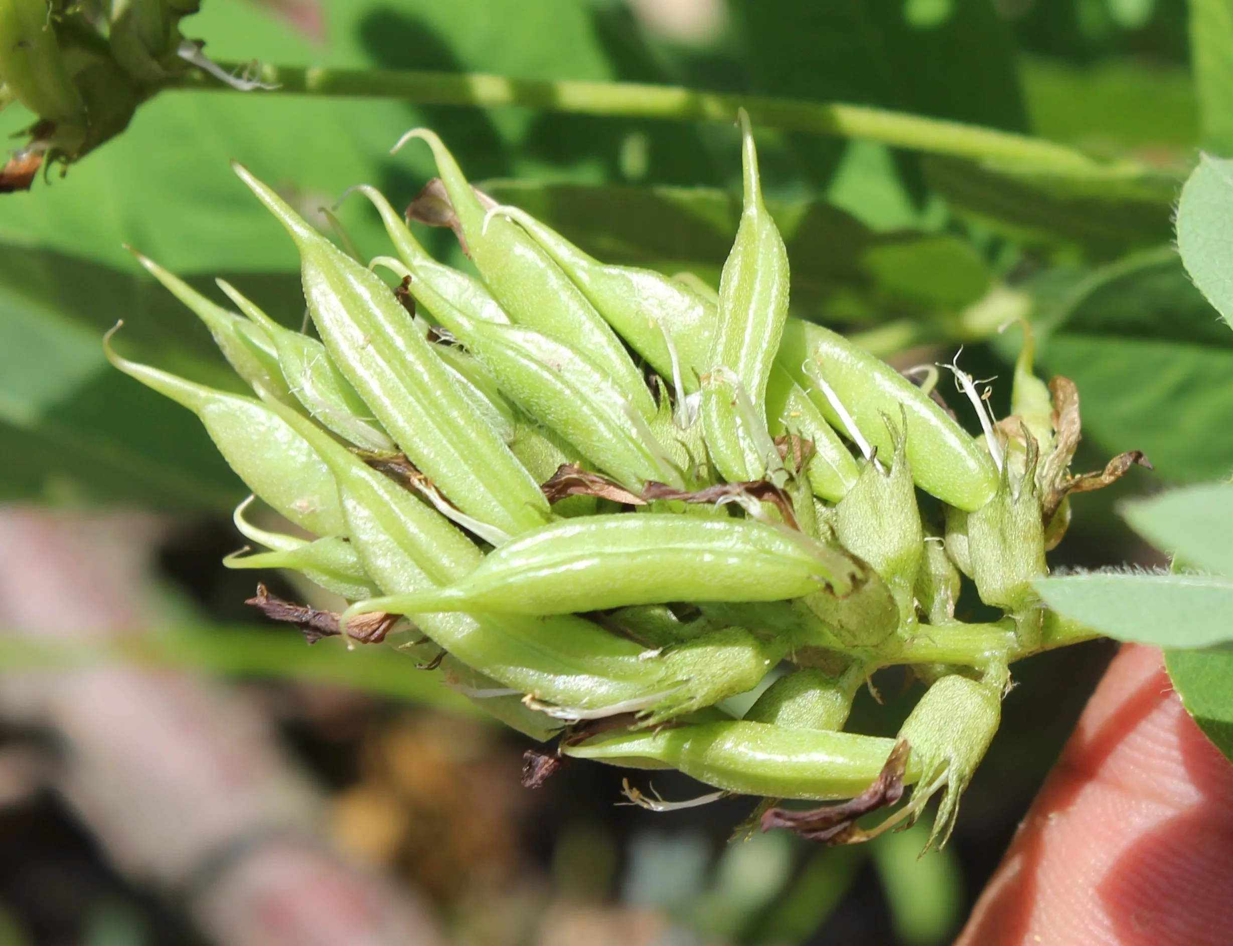 Astragalus glycyphylloides