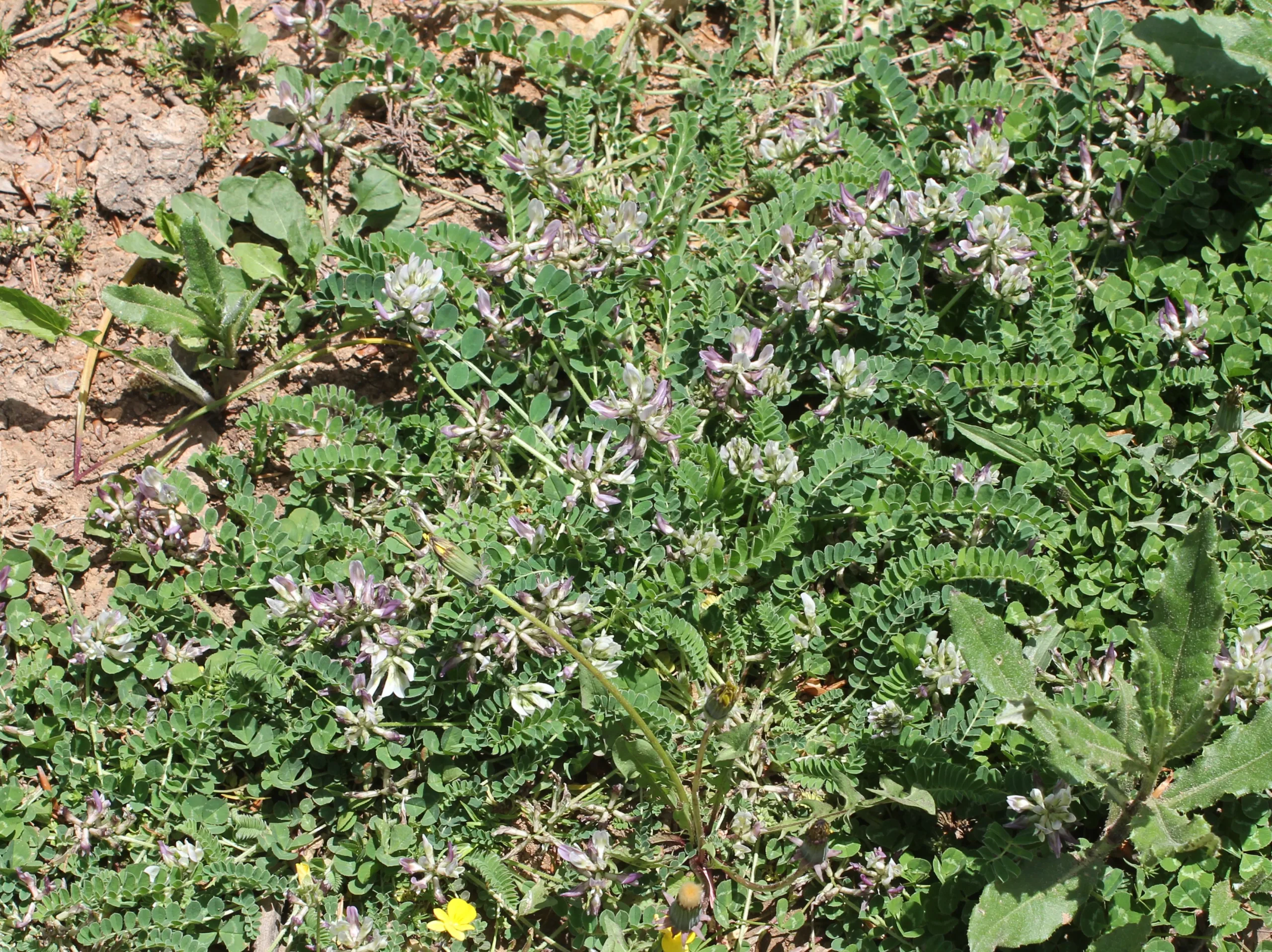 Astragalus glycyphylloides