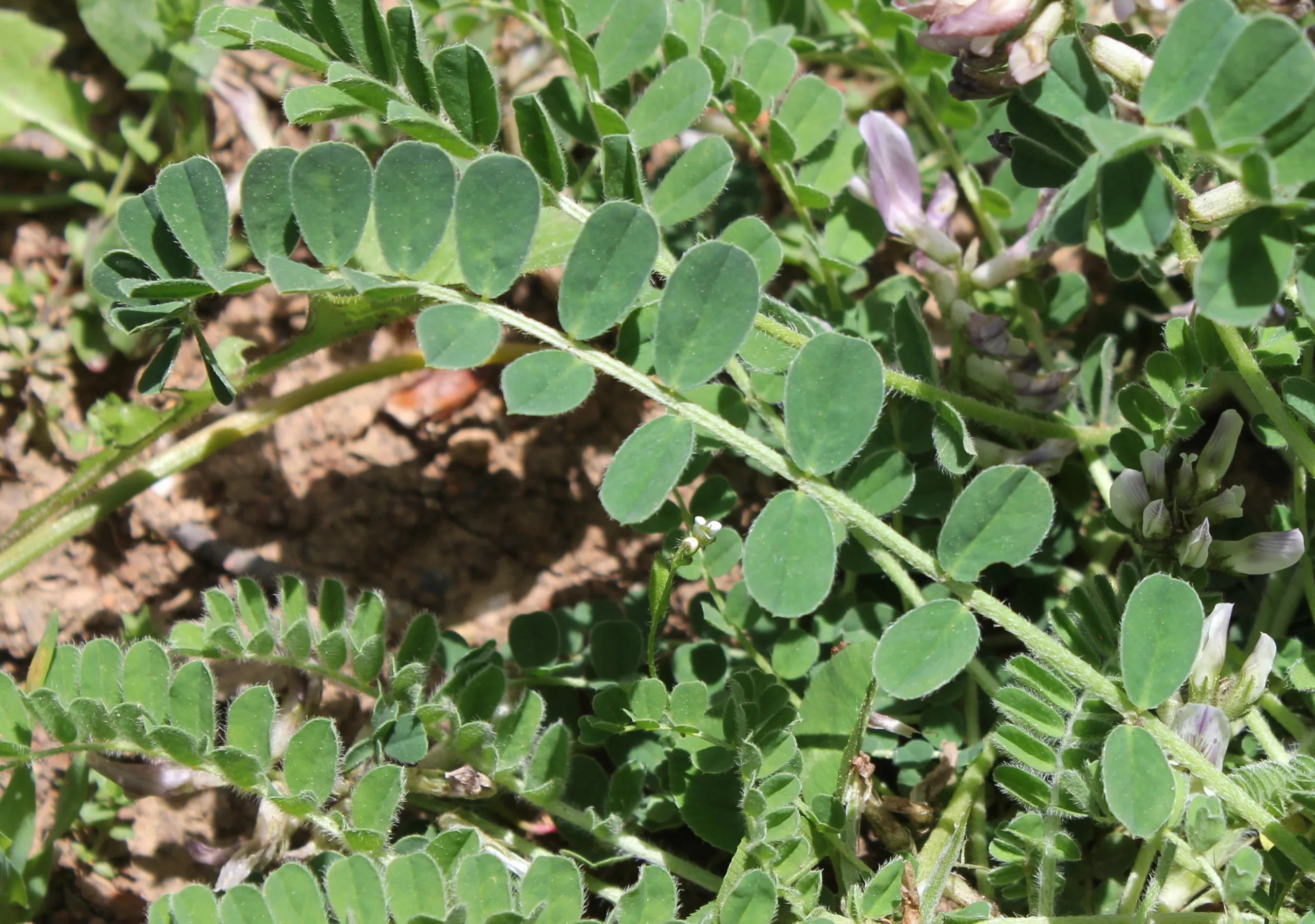 Astragalus glycyphylloides