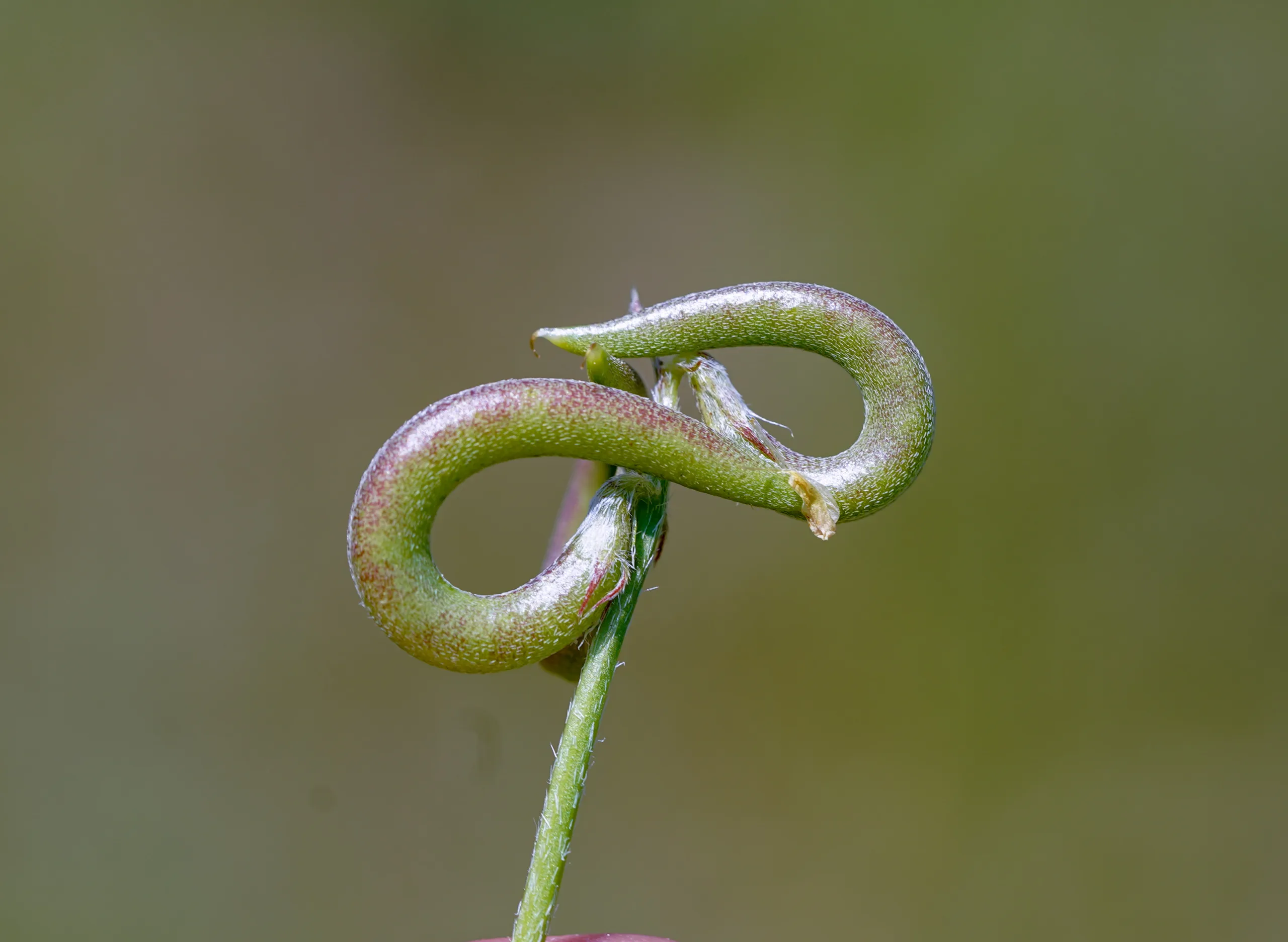 Astragalus hamosus