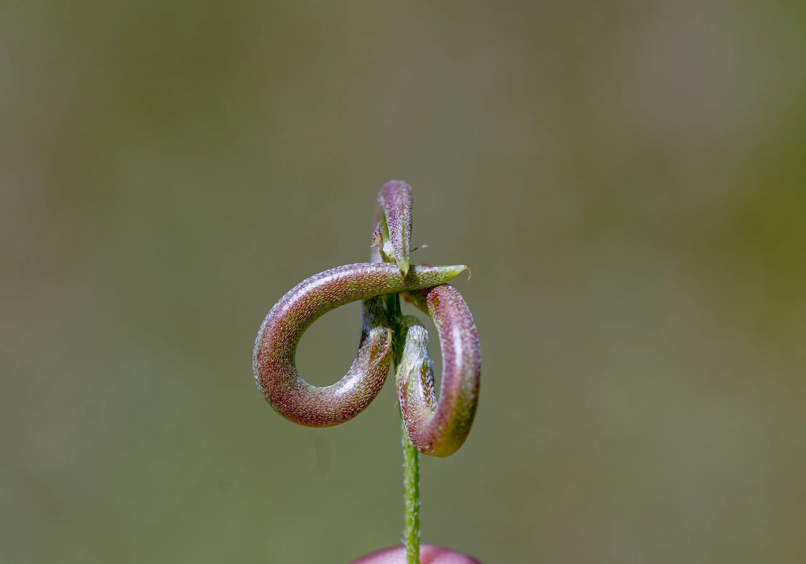 Astragalus hamosus