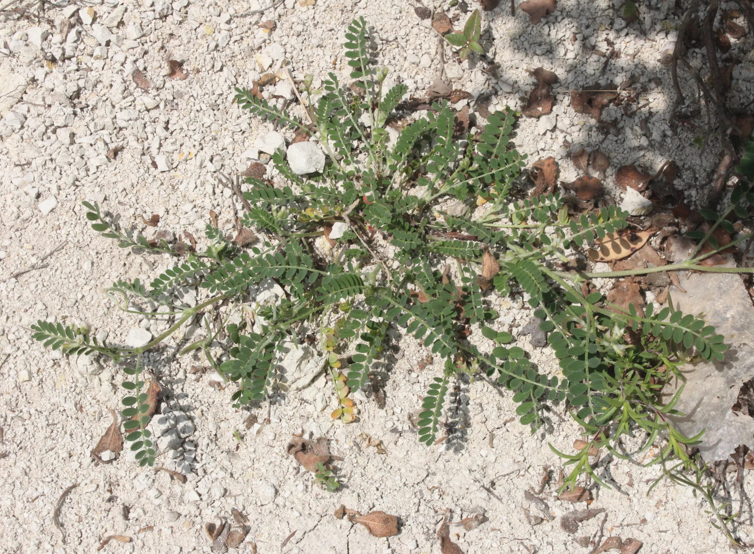 Astragalus hamosus