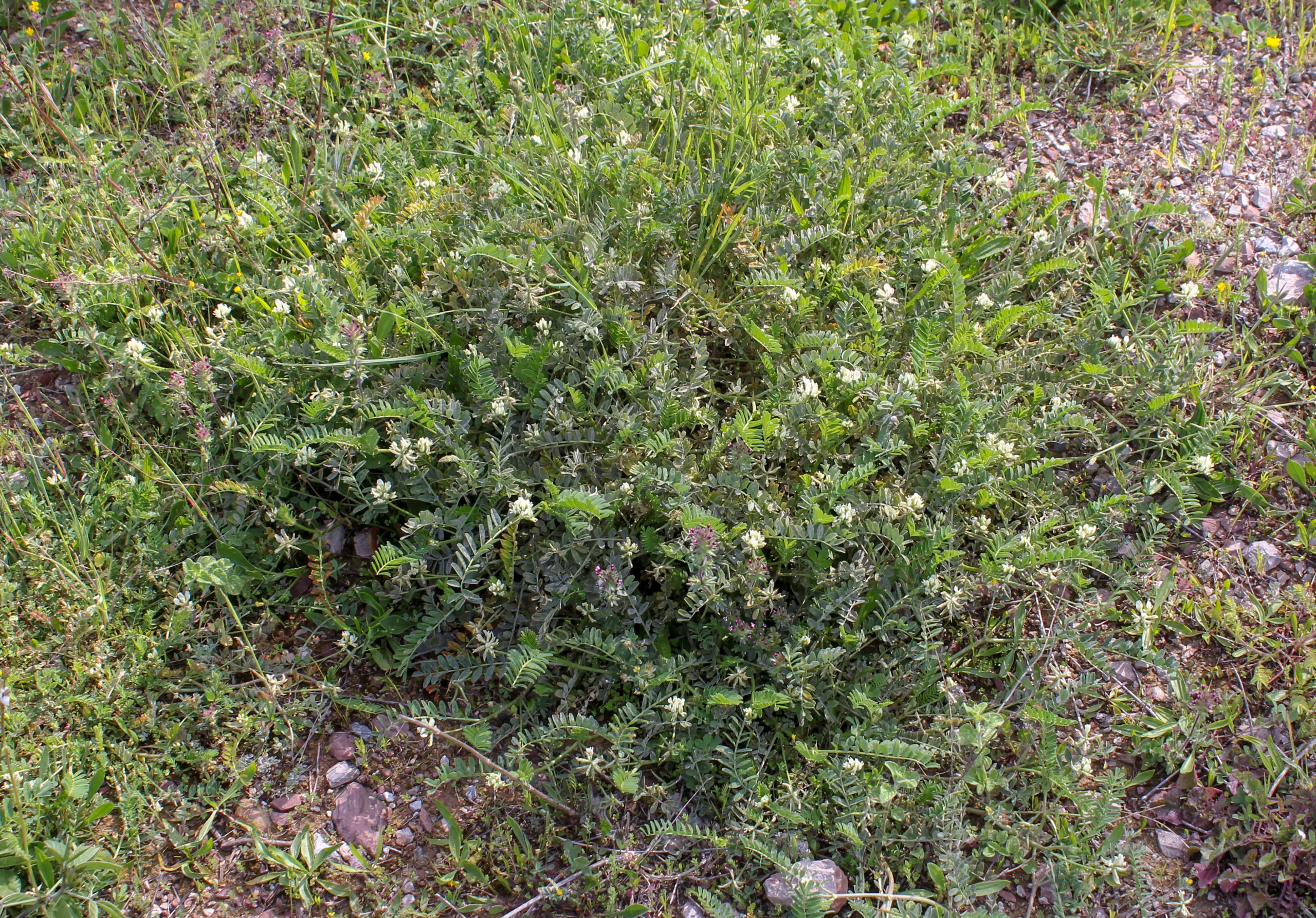 Astragalus hamosus