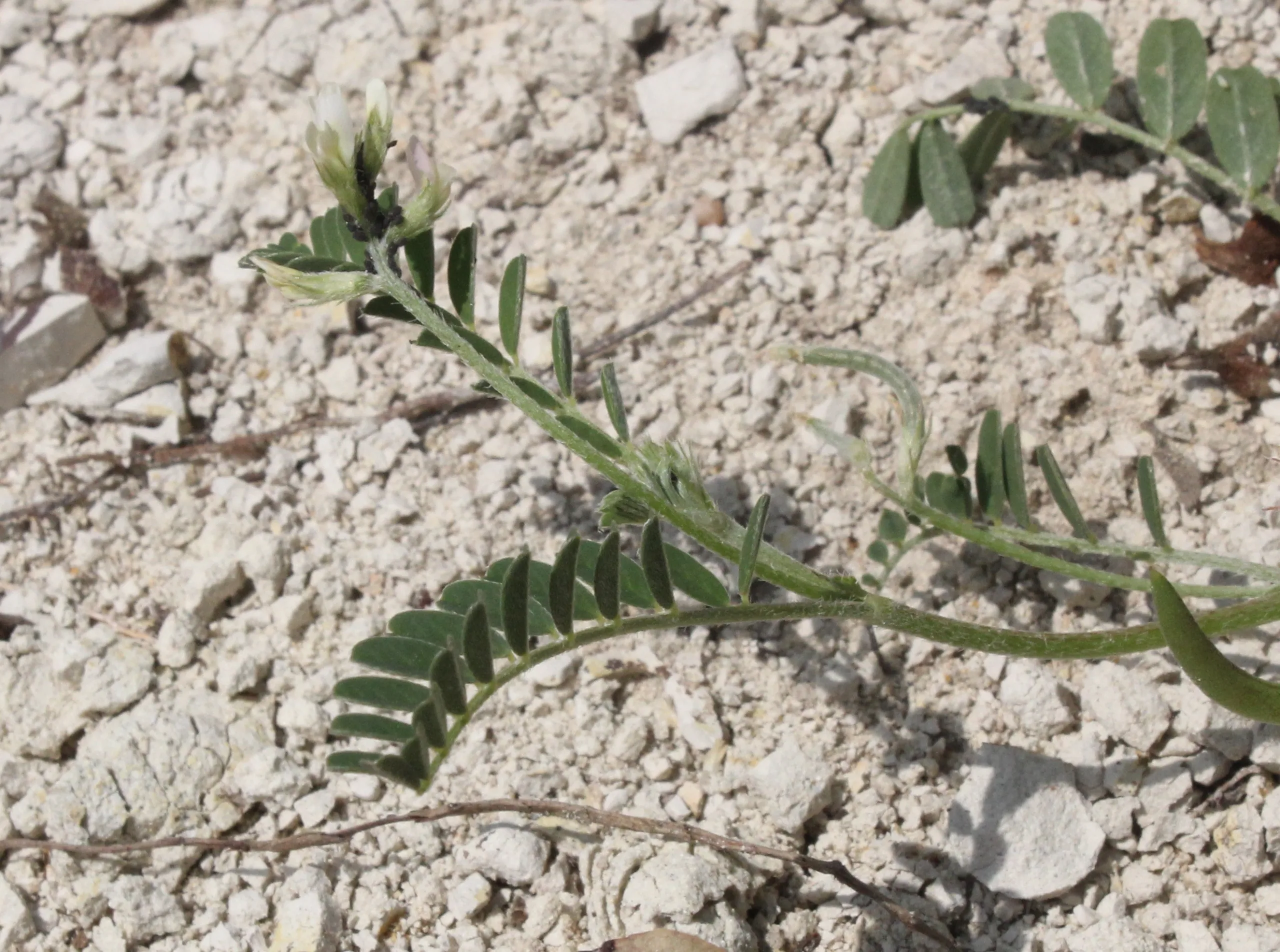 Astragalus hamosus