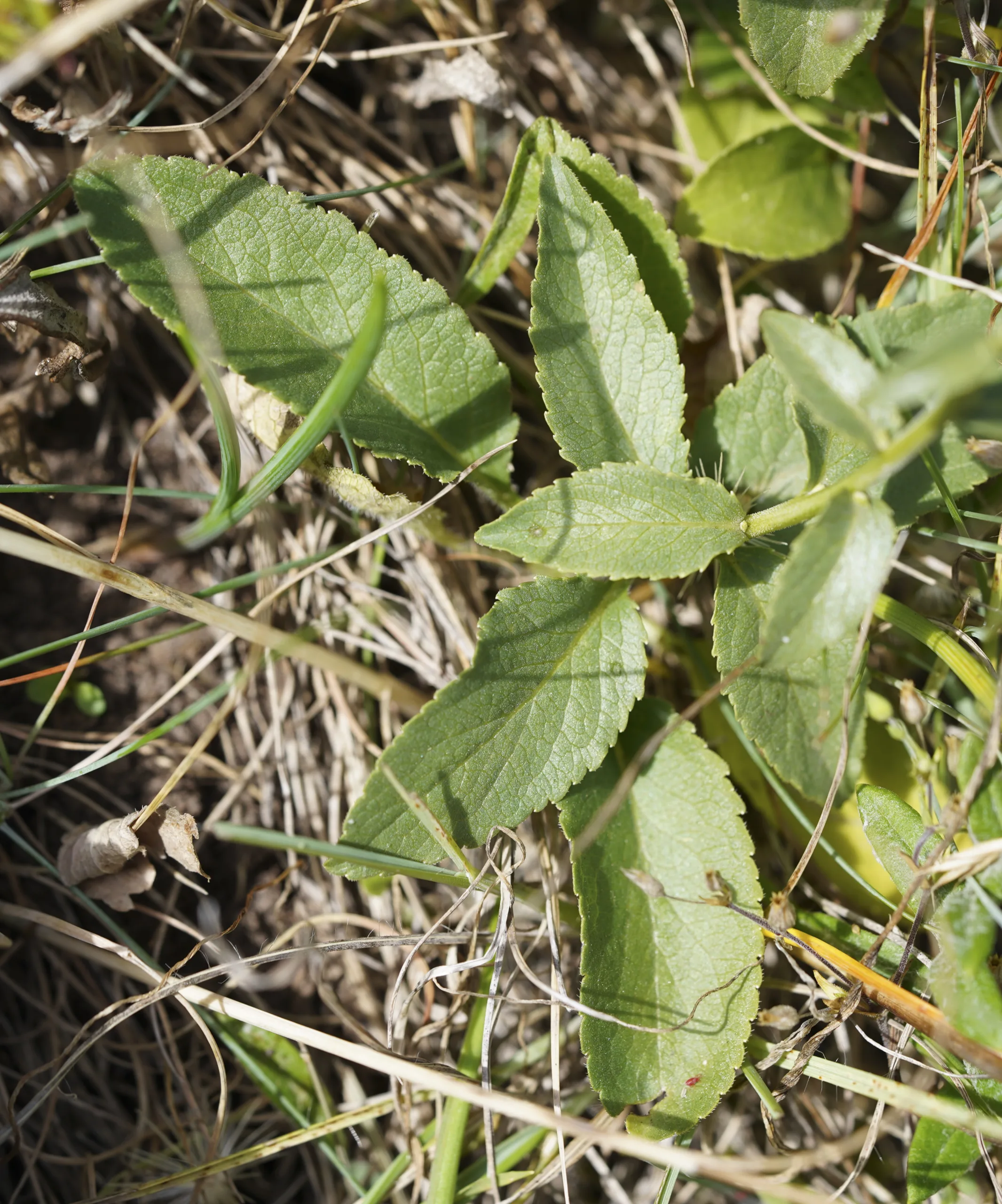Asyneuma rigidum