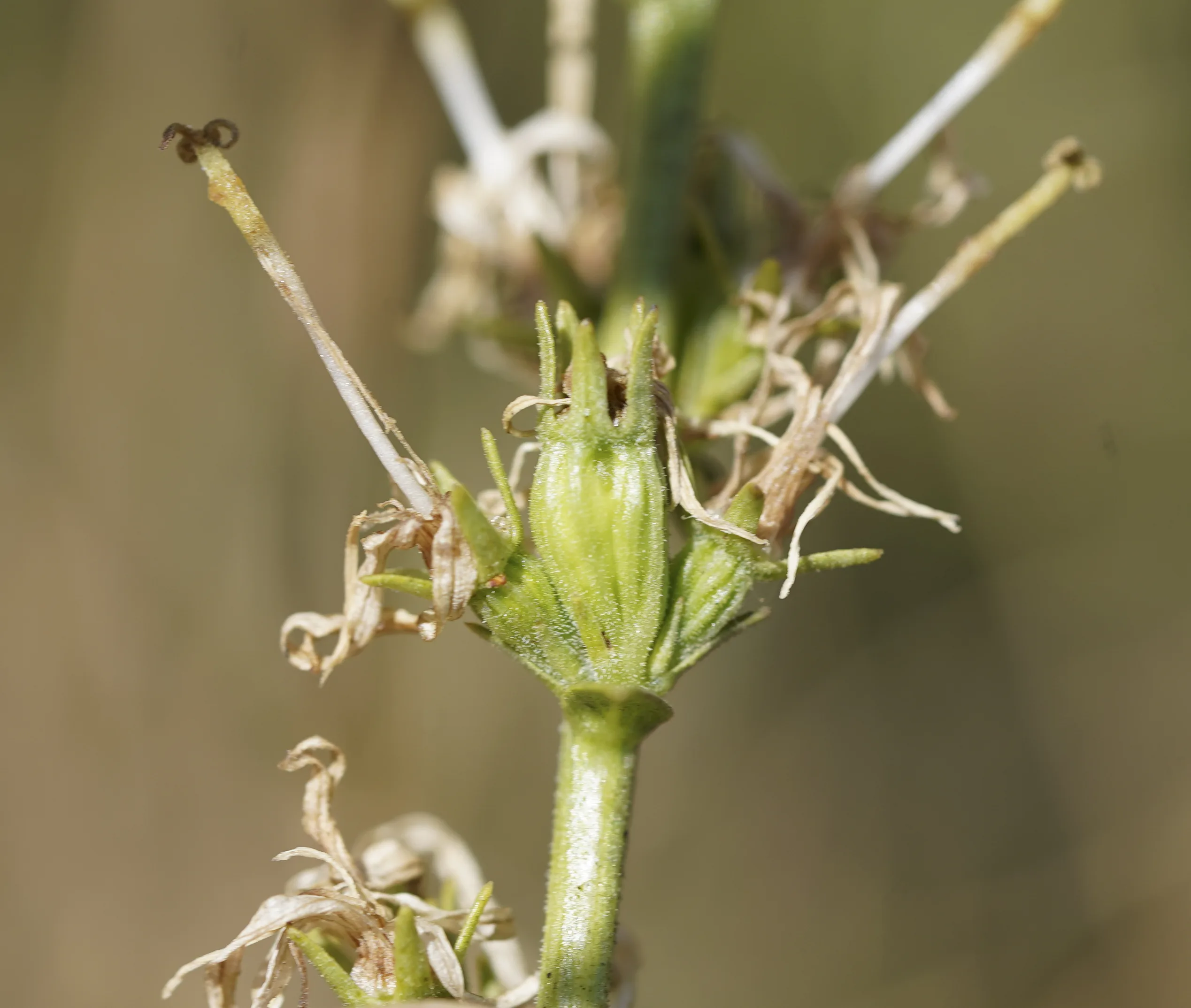 Asyneuma rigidum