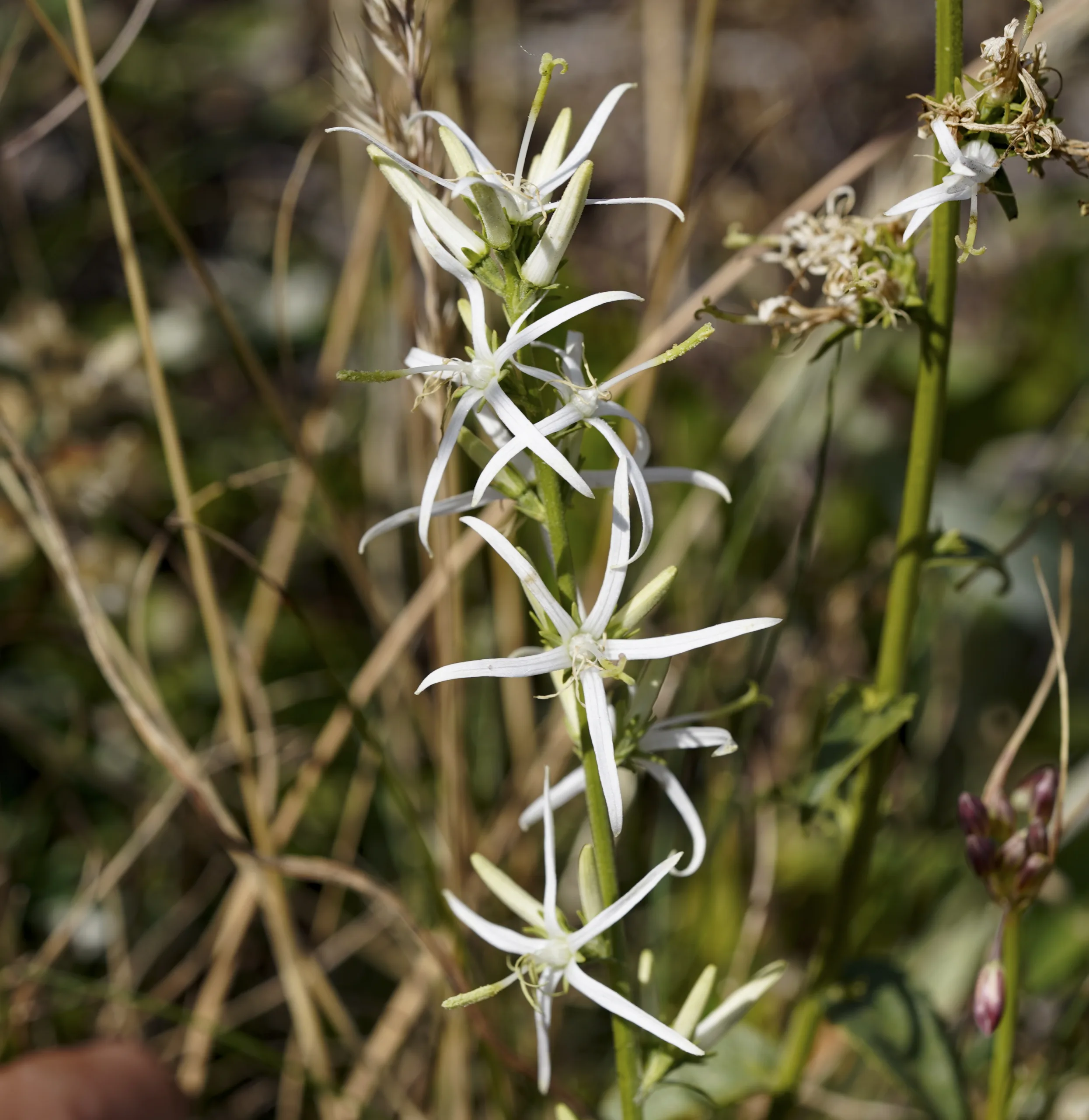 Asyneuma rigidum