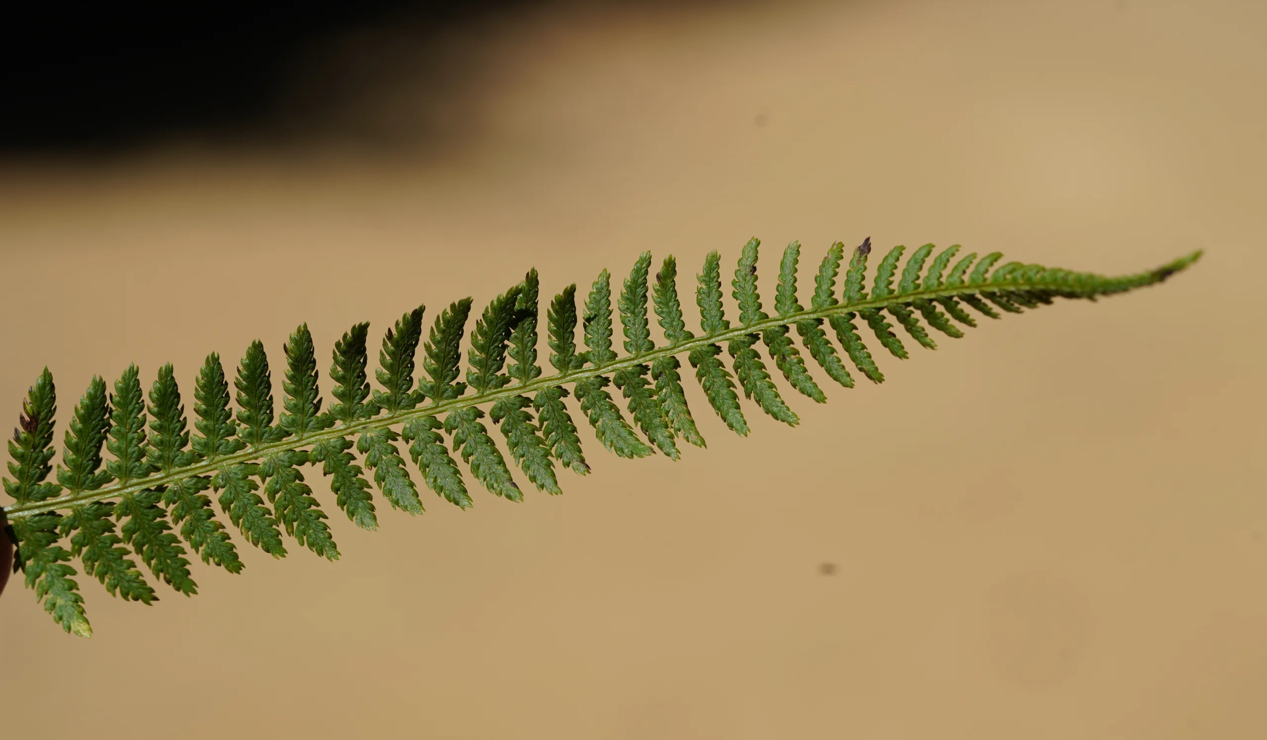 Athyrium filix-femina