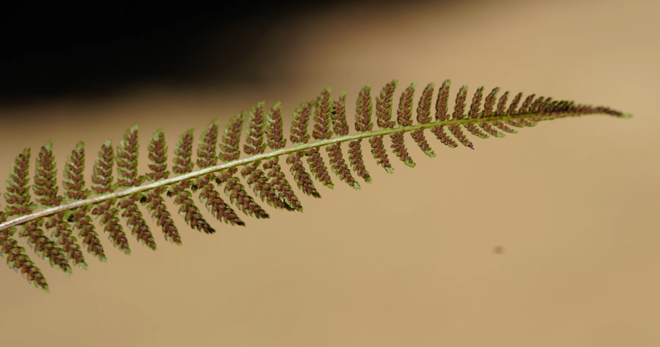 Athyrium filix-femina