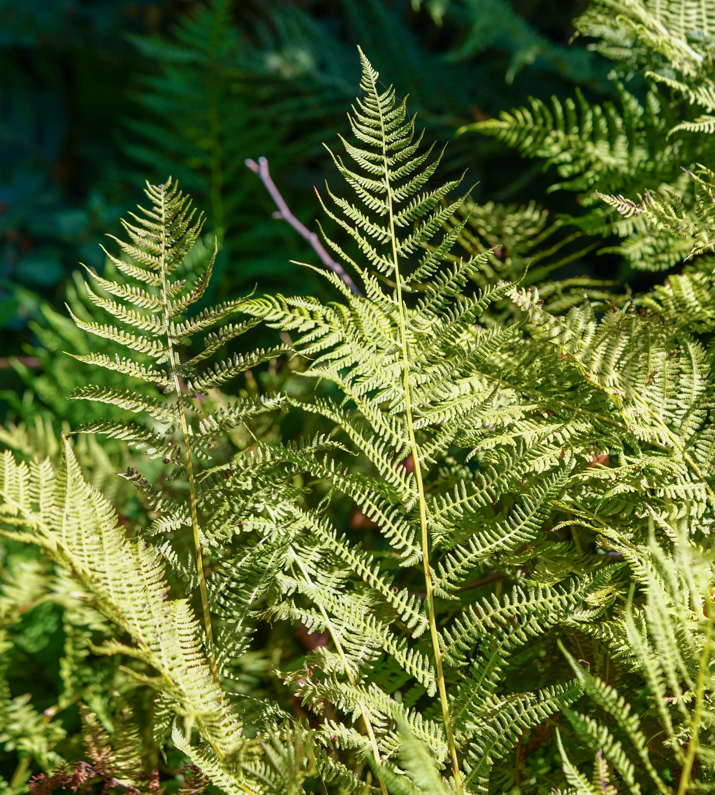Athyrium filix-femina
