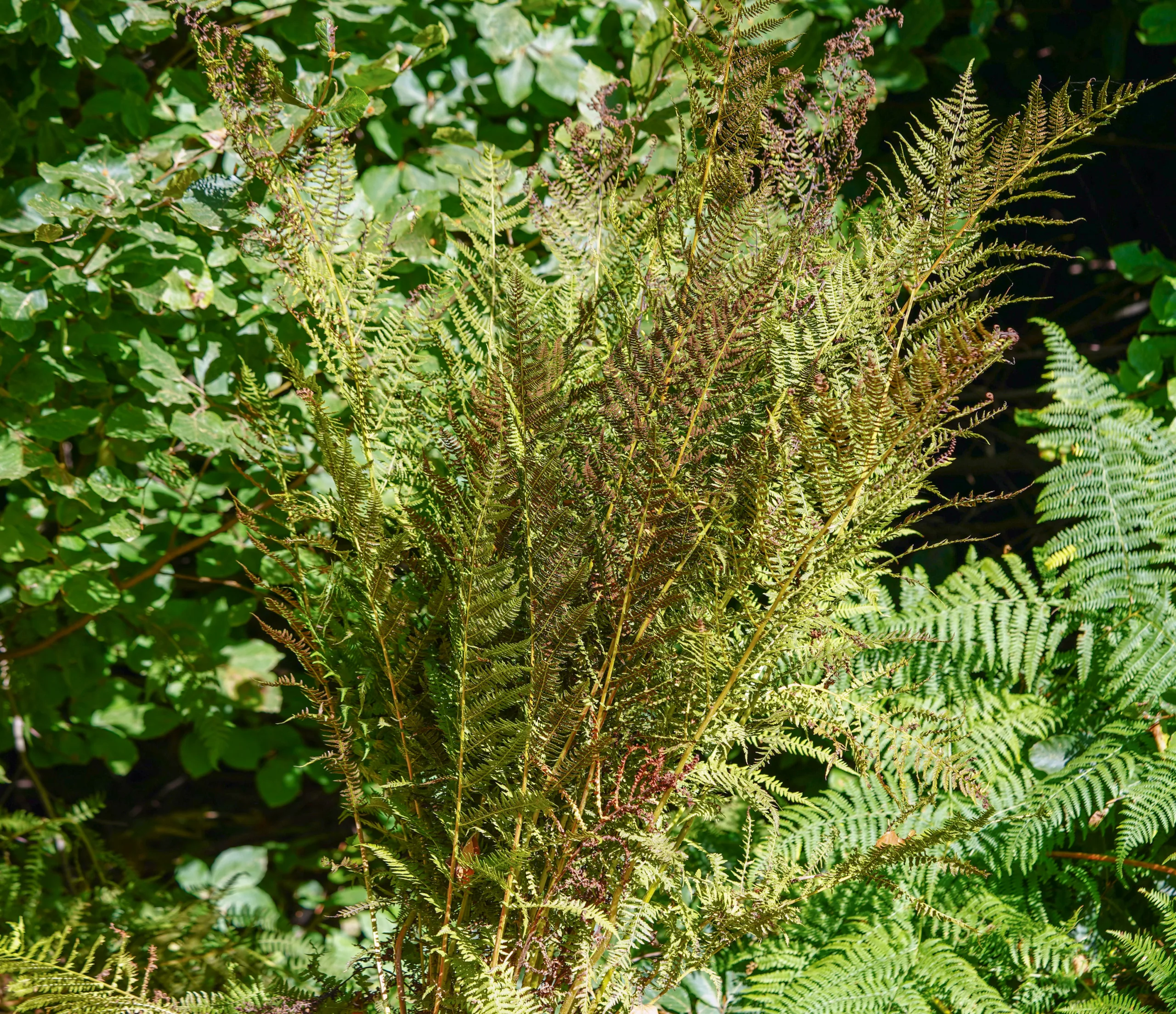 Athyrium filix-femina