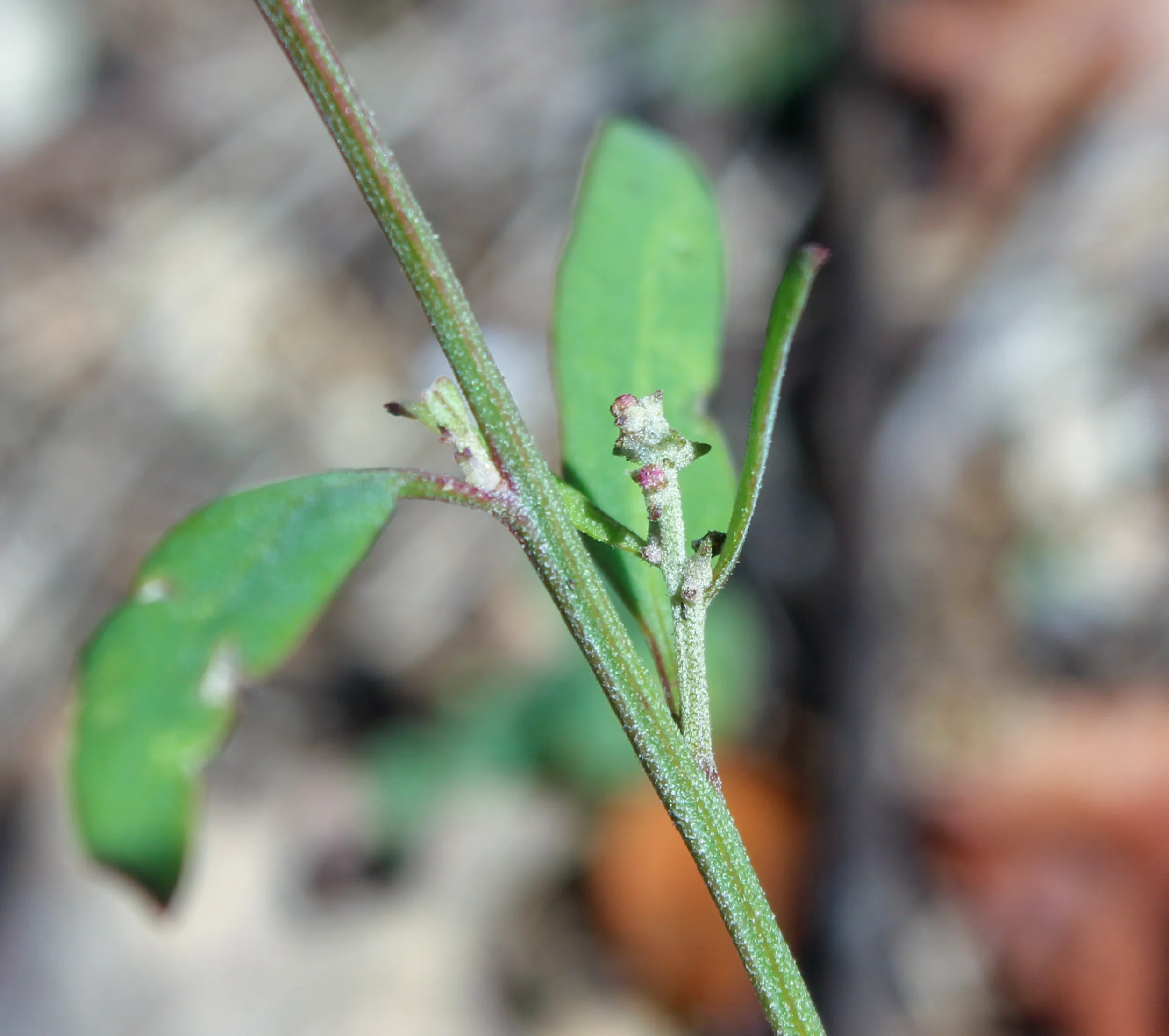 Atriplex patula