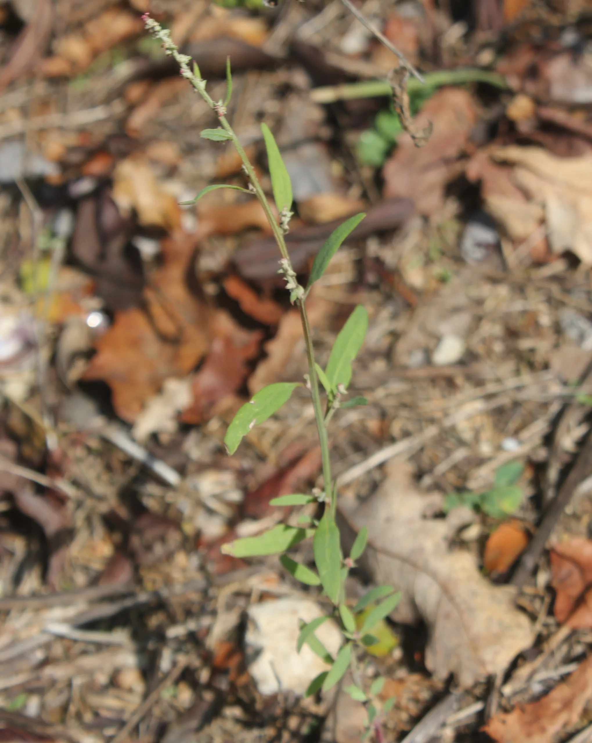 Atriplex patula