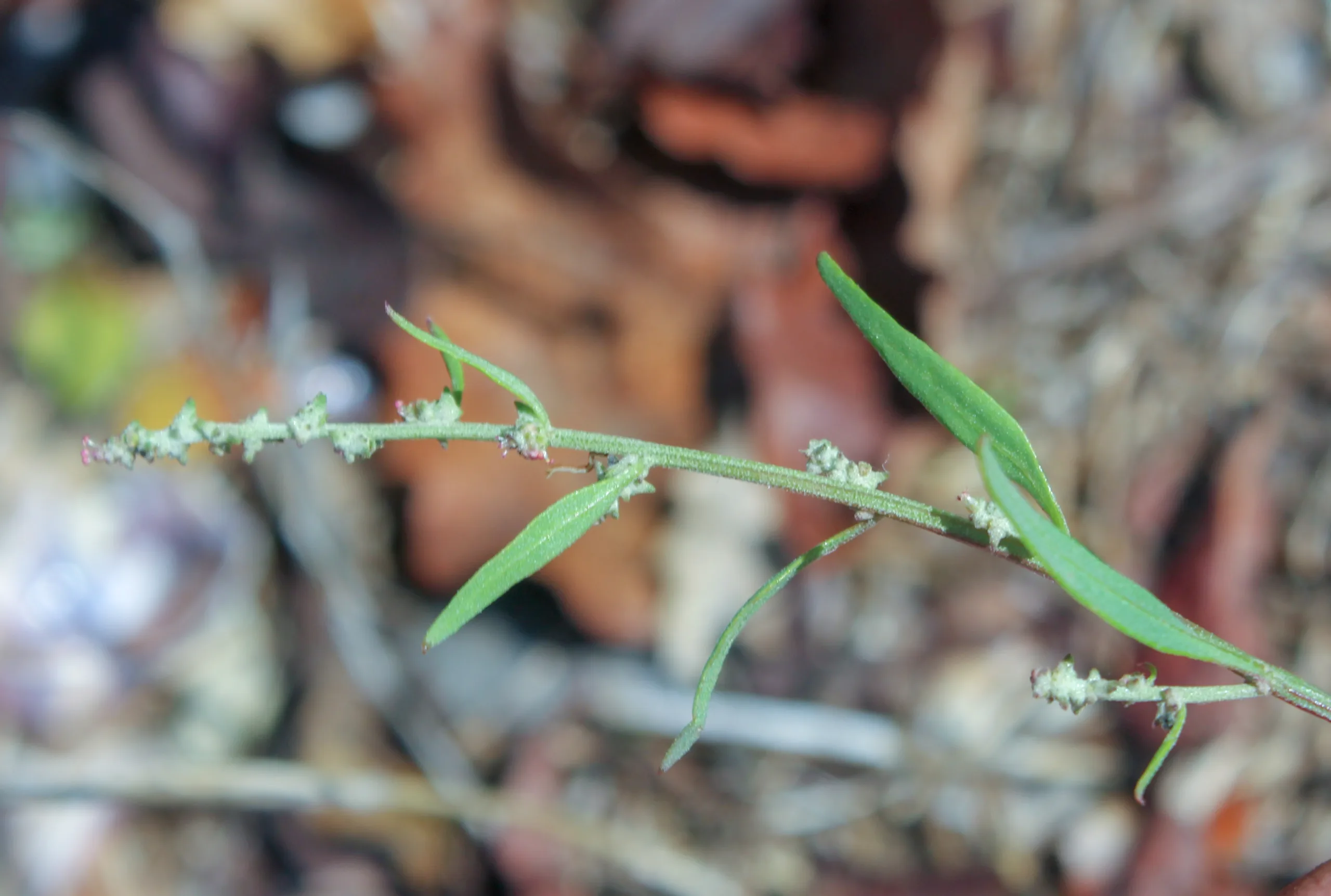 Atriplex patula