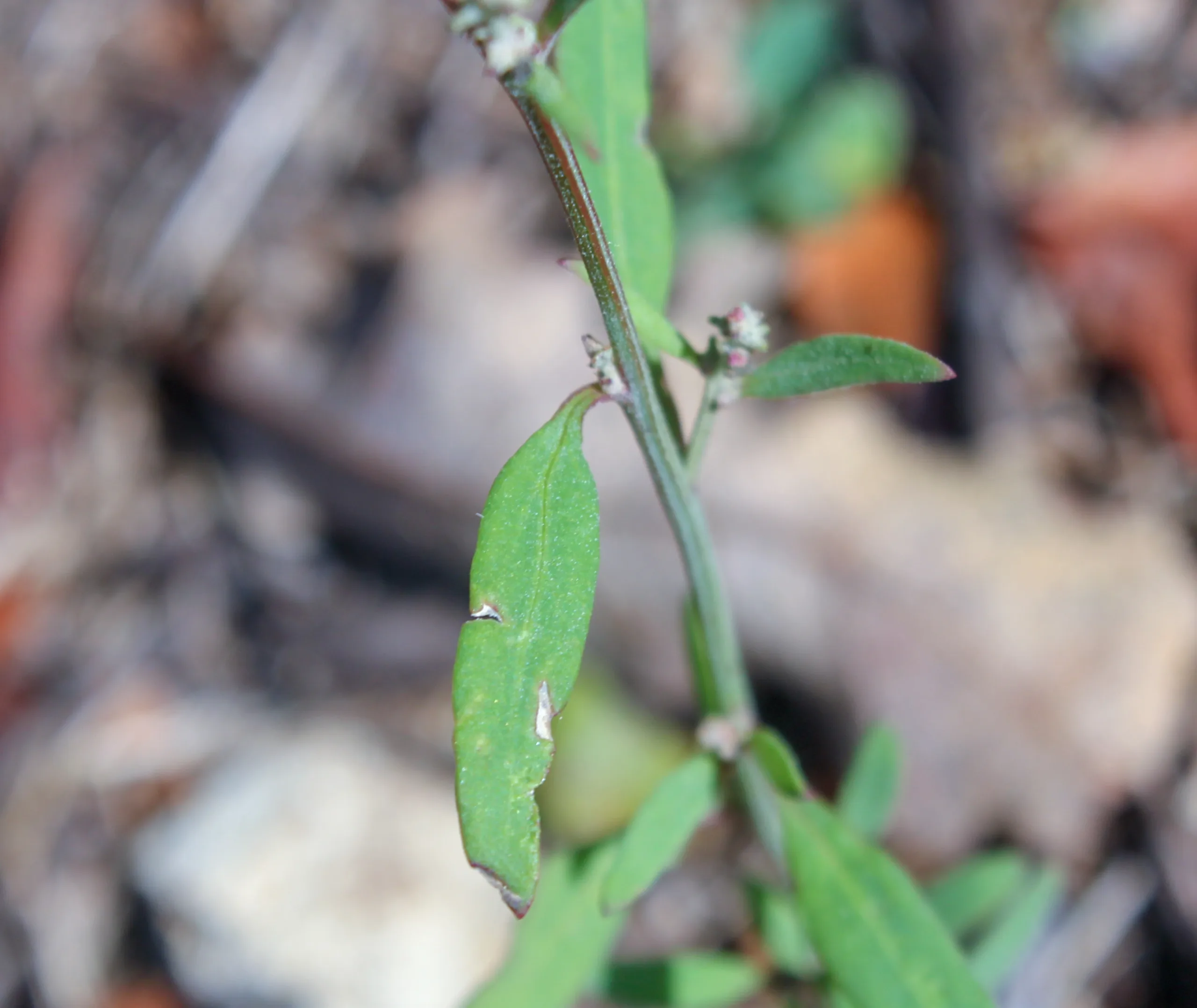 Atriplex patula