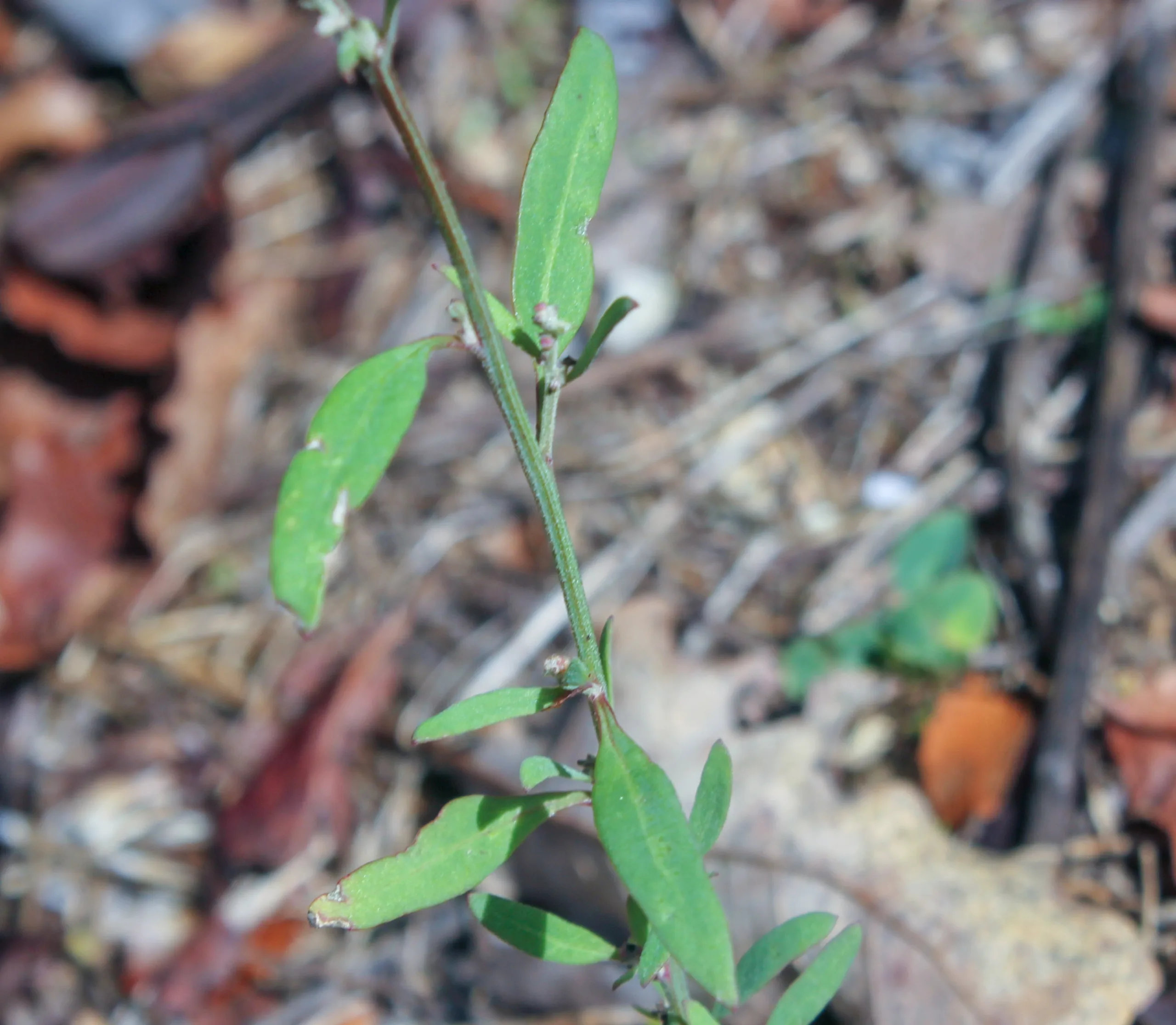 Atriplex patula